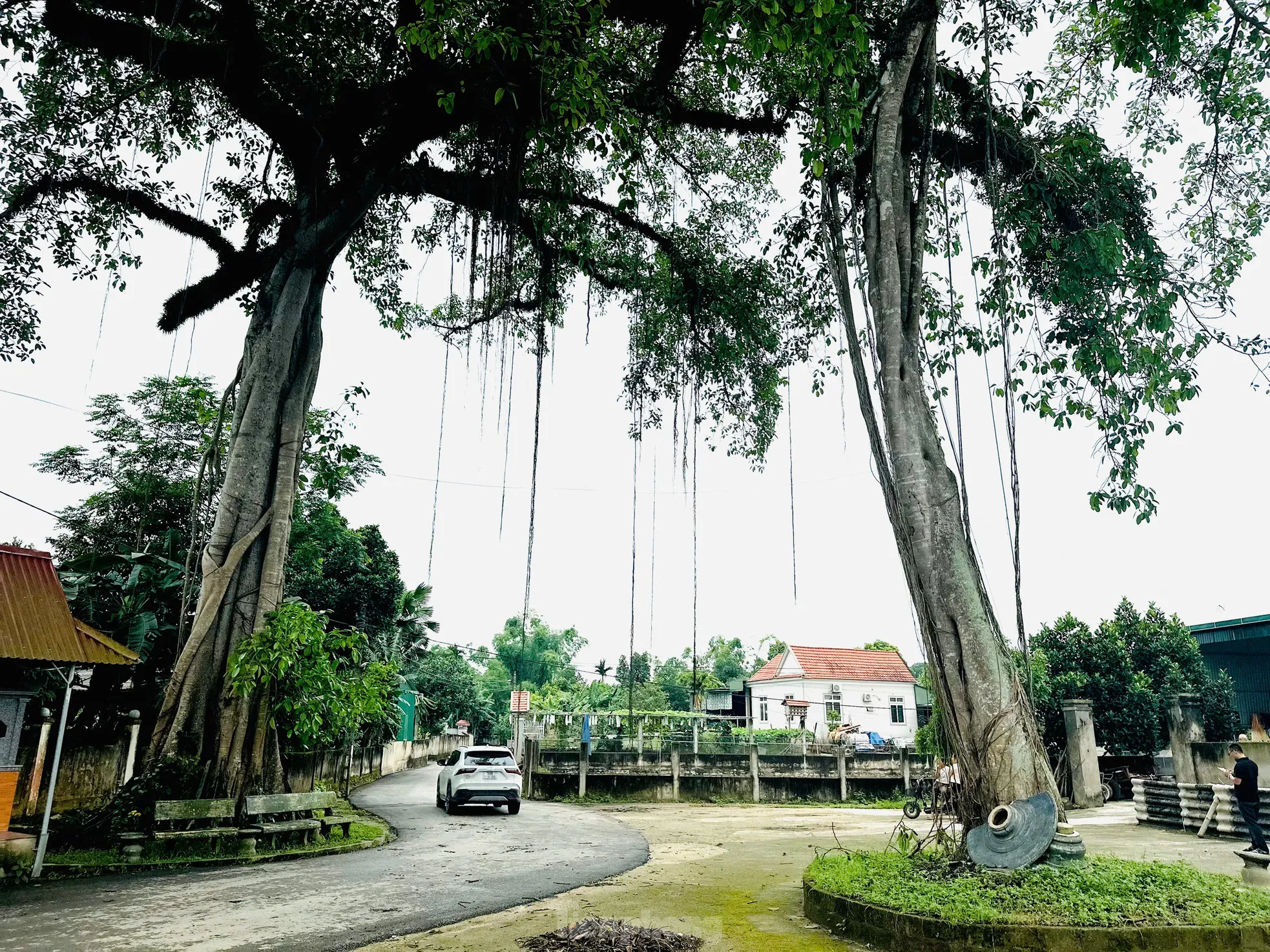 Bộ rễ cây đa cổ thụ tạo hình cổng làng độc đáo ảnh 9