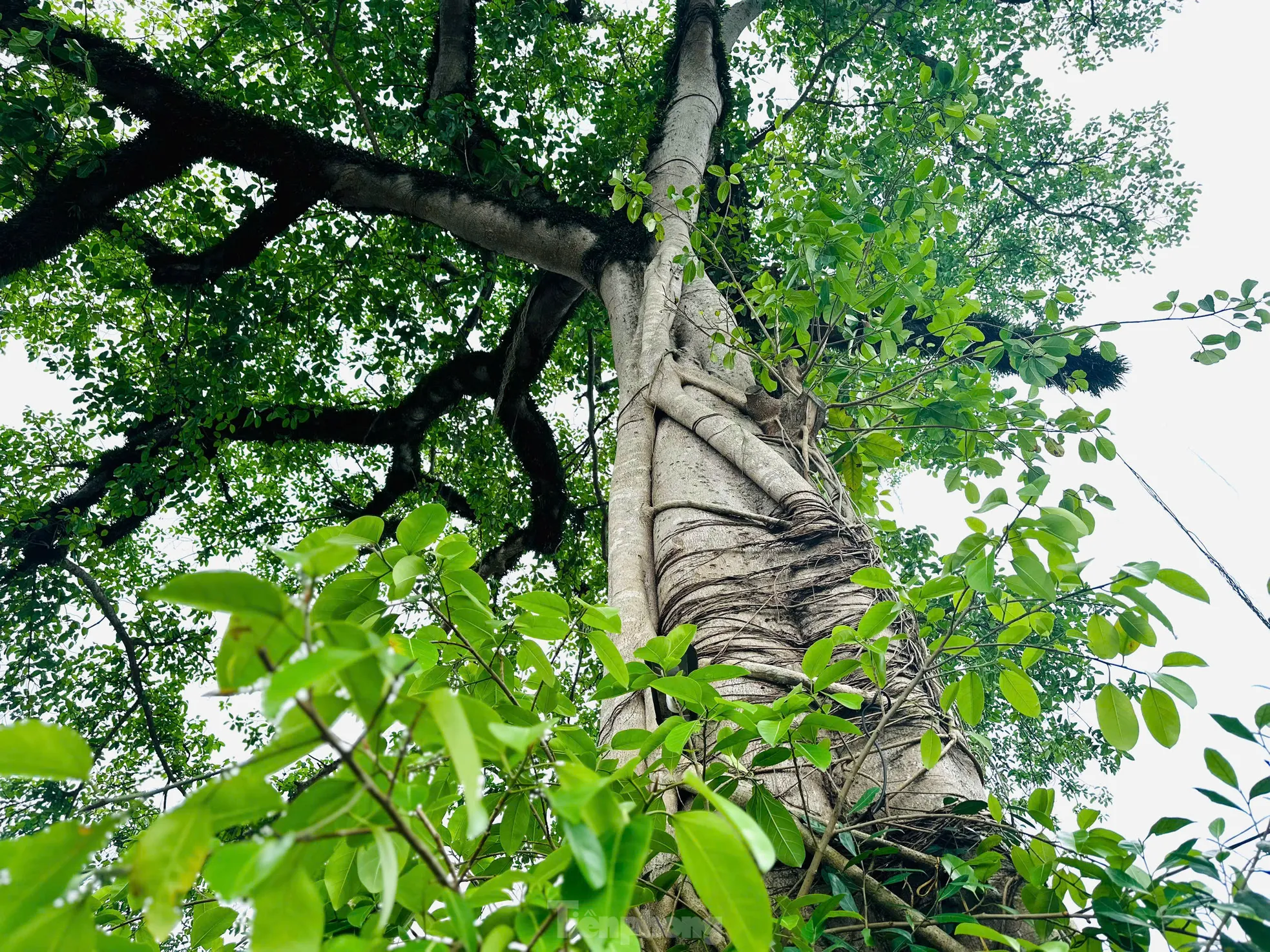 Bộ rễ cây đa cổ thụ tạo hình cổng làng độc đáo ảnh 3