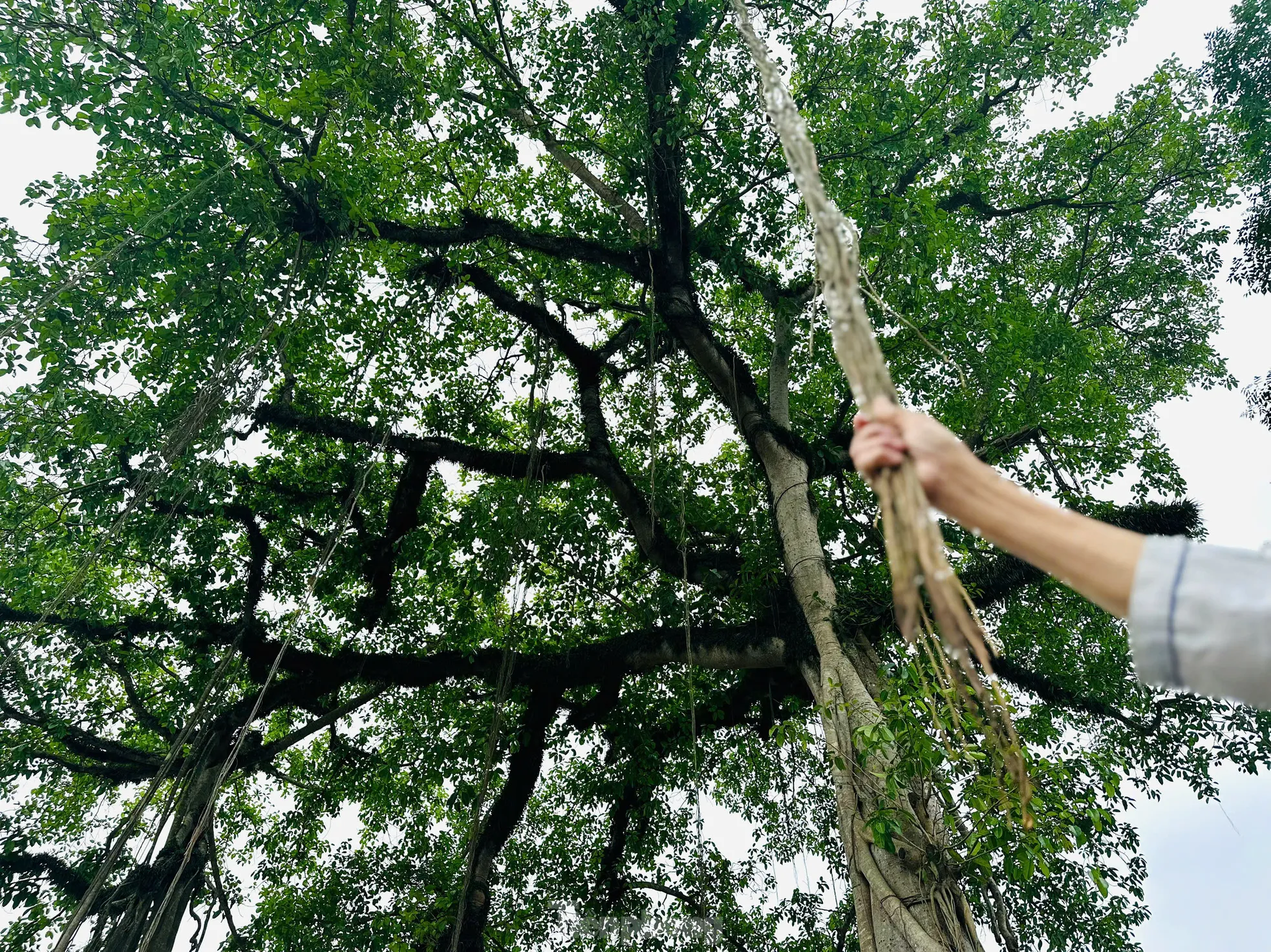 Bộ rễ cây đa cổ thụ tạo hình cổng làng độc đáo ảnh 10