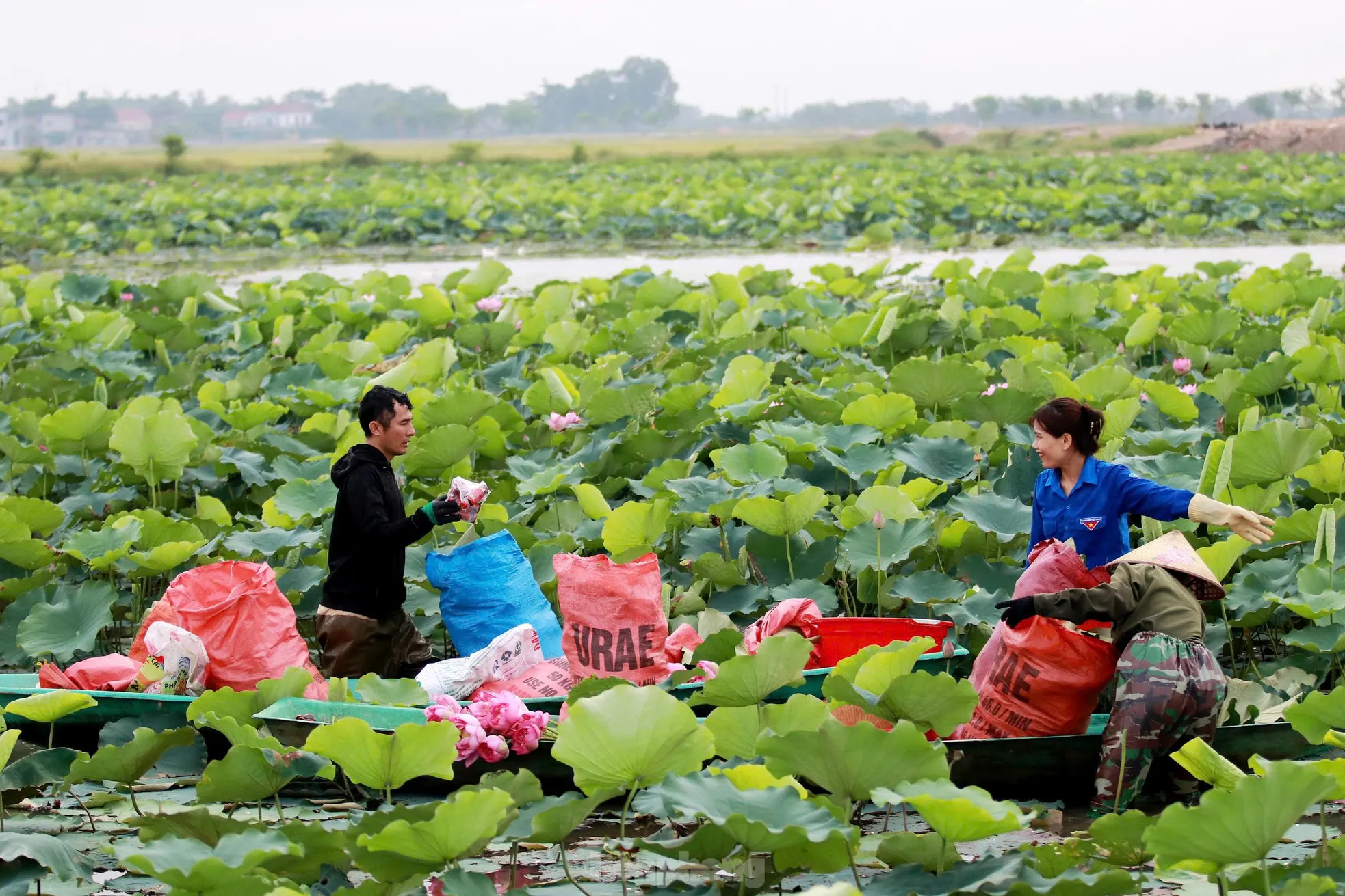 'Biến' vùng đất hoang hóa thành đầm sen thu tiền triệu mỗi ngày ảnh 8