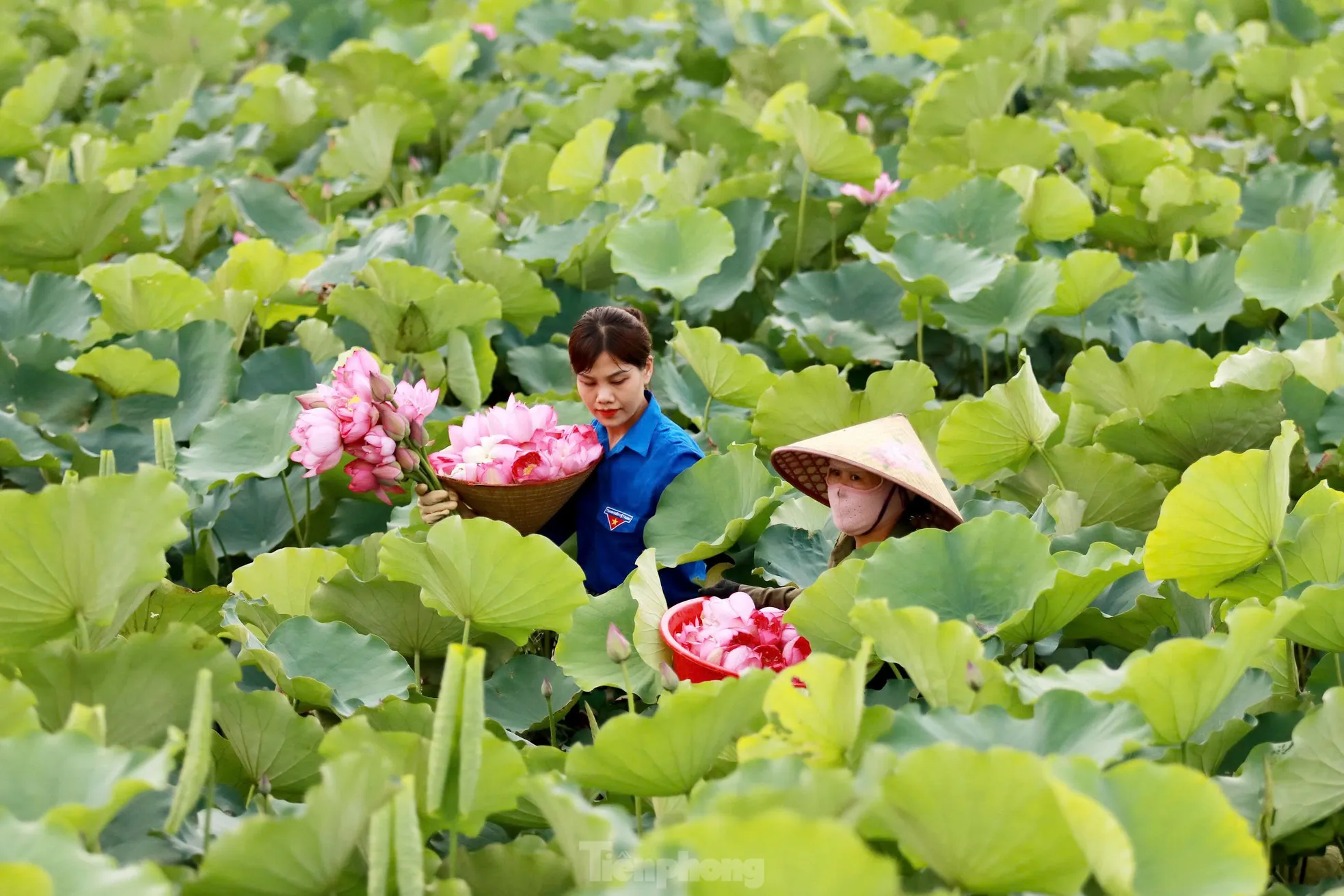 'Biến' vùng đất hoang hóa thành đầm sen thu tiền triệu mỗi ngày ảnh 2