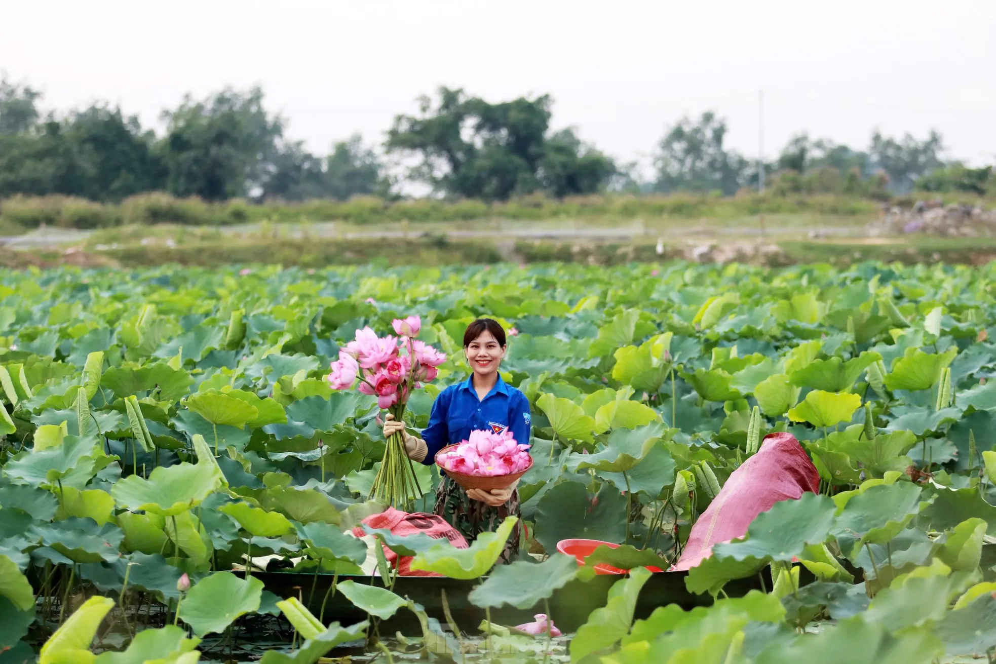 'Biến' vùng đất hoang hóa thành đầm sen thu tiền triệu mỗi ngày ảnh 4