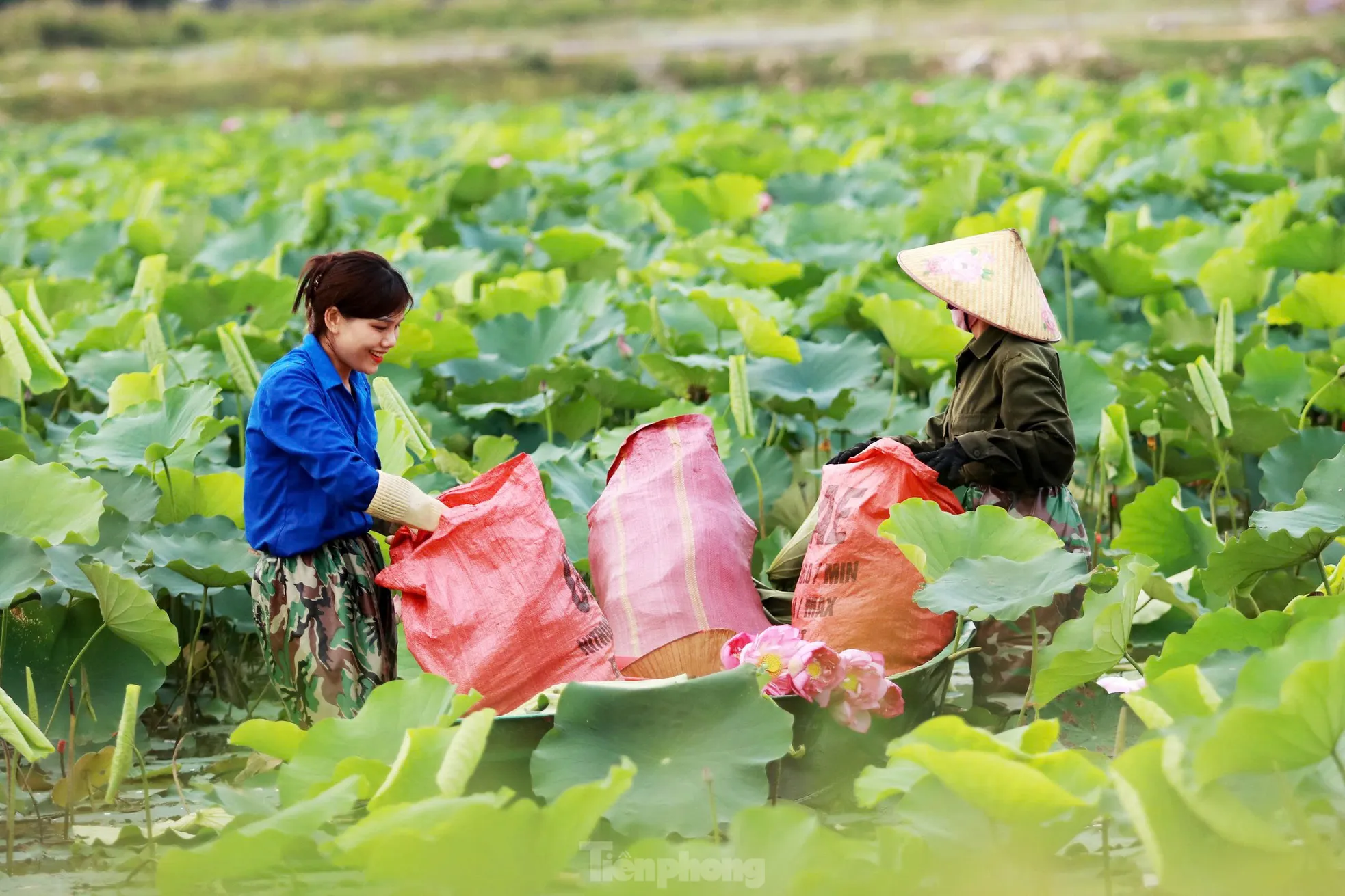 'Biến' vùng đất hoang hóa thành đầm sen thu tiền triệu mỗi ngày ảnh 5