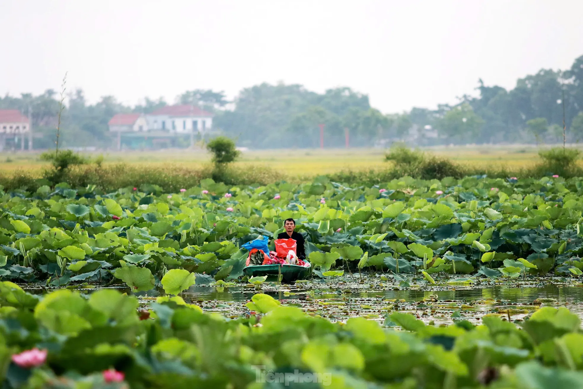 'Biến' vùng đất hoang hóa thành đầm sen thu tiền triệu mỗi ngày ảnh 1