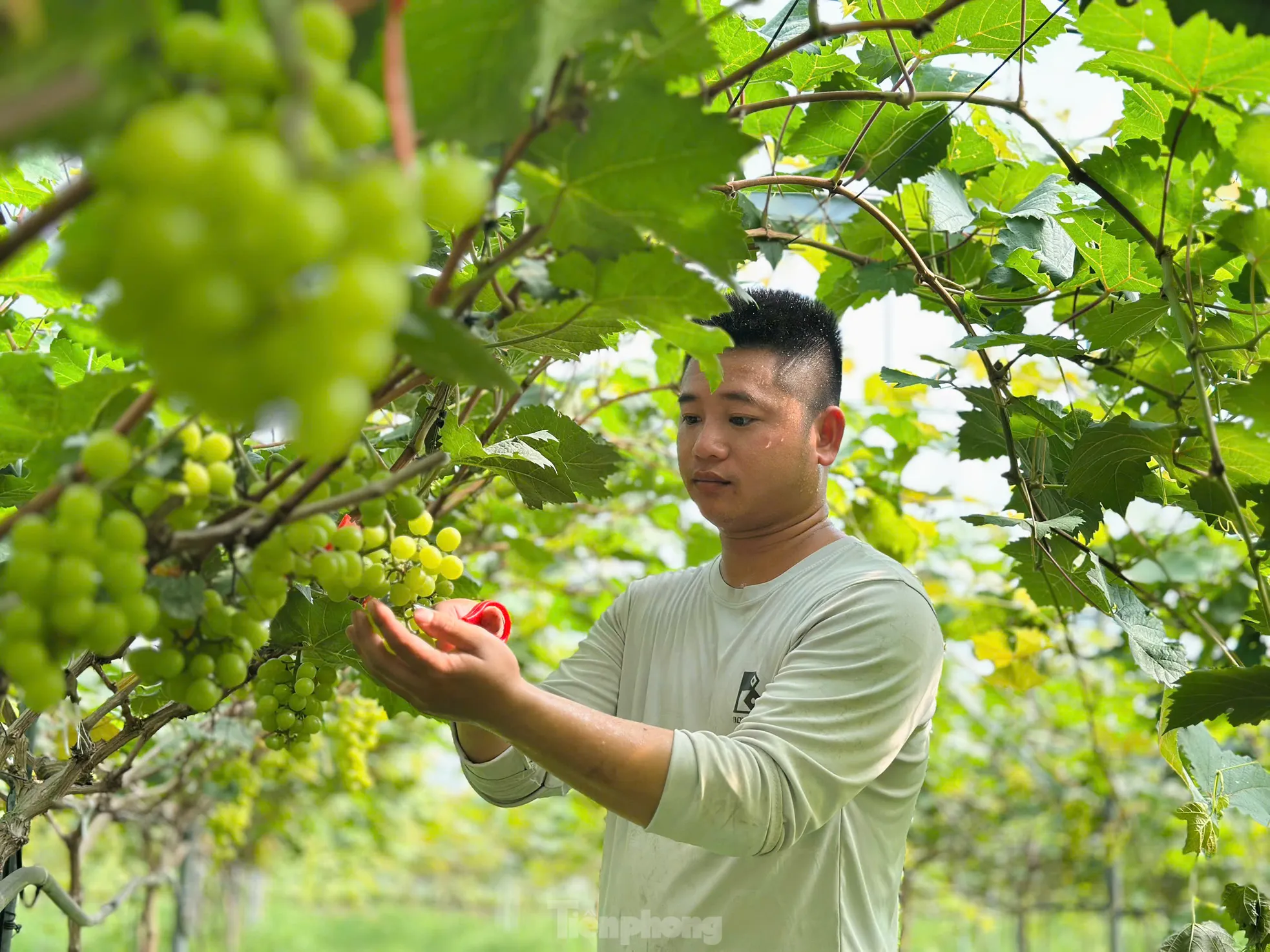 Vườn dưa, nho bạc tỉ của chàng kỹ sư đam mê làm nông nghiệp sạch ảnh 11