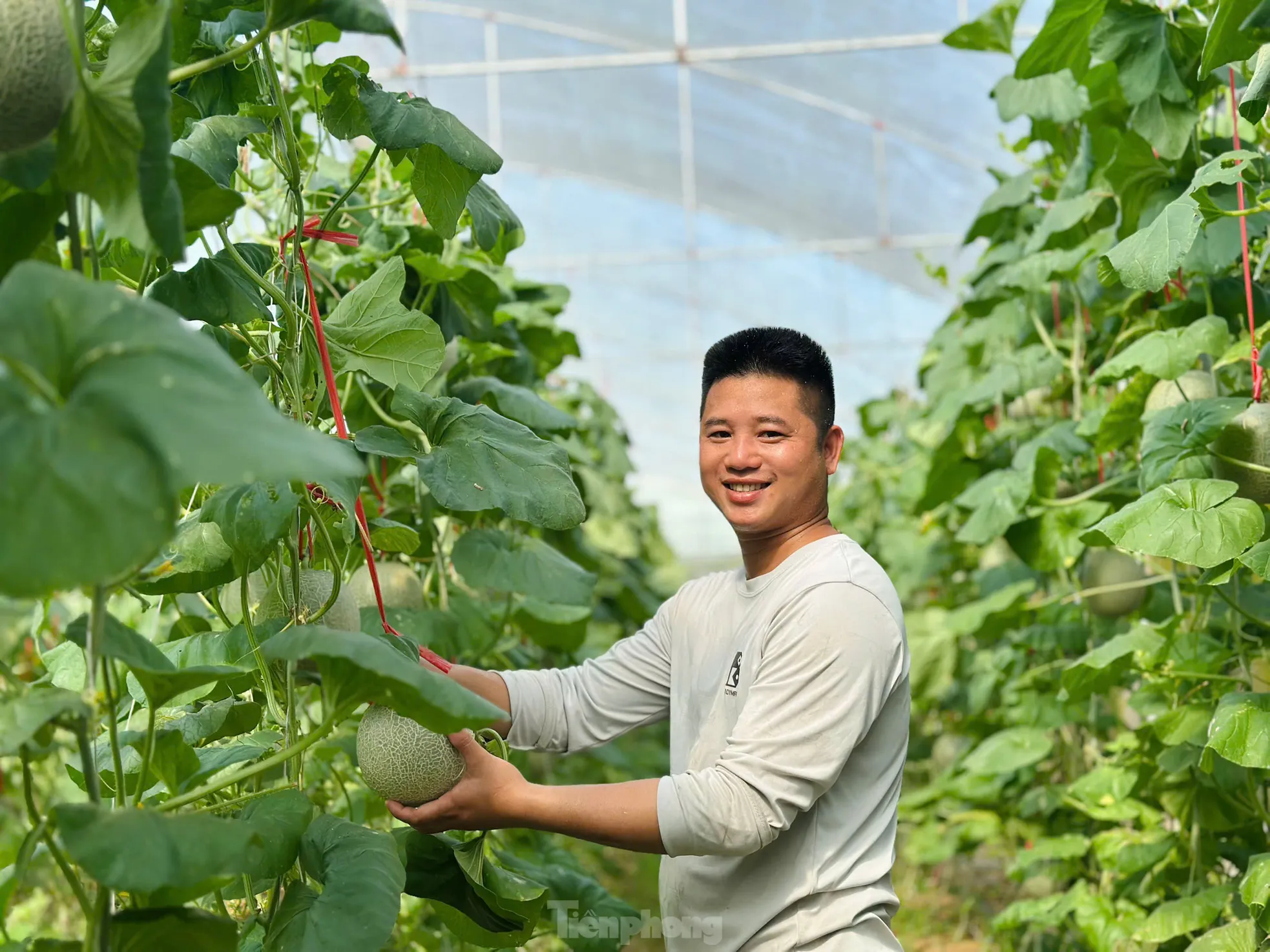 Vườn dưa, nho bạc tỉ của chàng kỹ sư đam mê làm nông nghiệp sạch ảnh 6