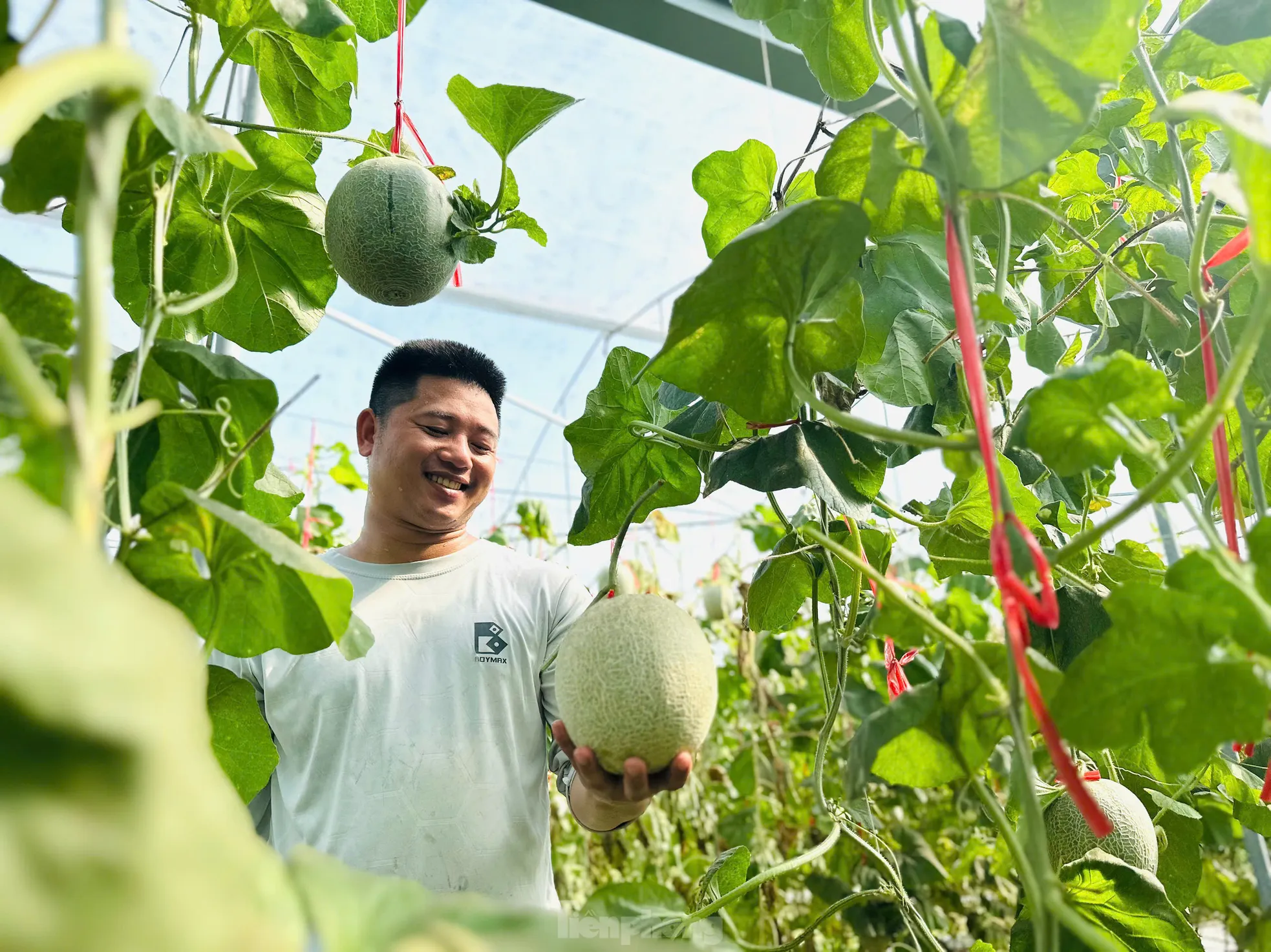 Vườn dưa, nho bạc tỉ của chàng kỹ sư đam mê làm nông nghiệp sạch ảnh 2