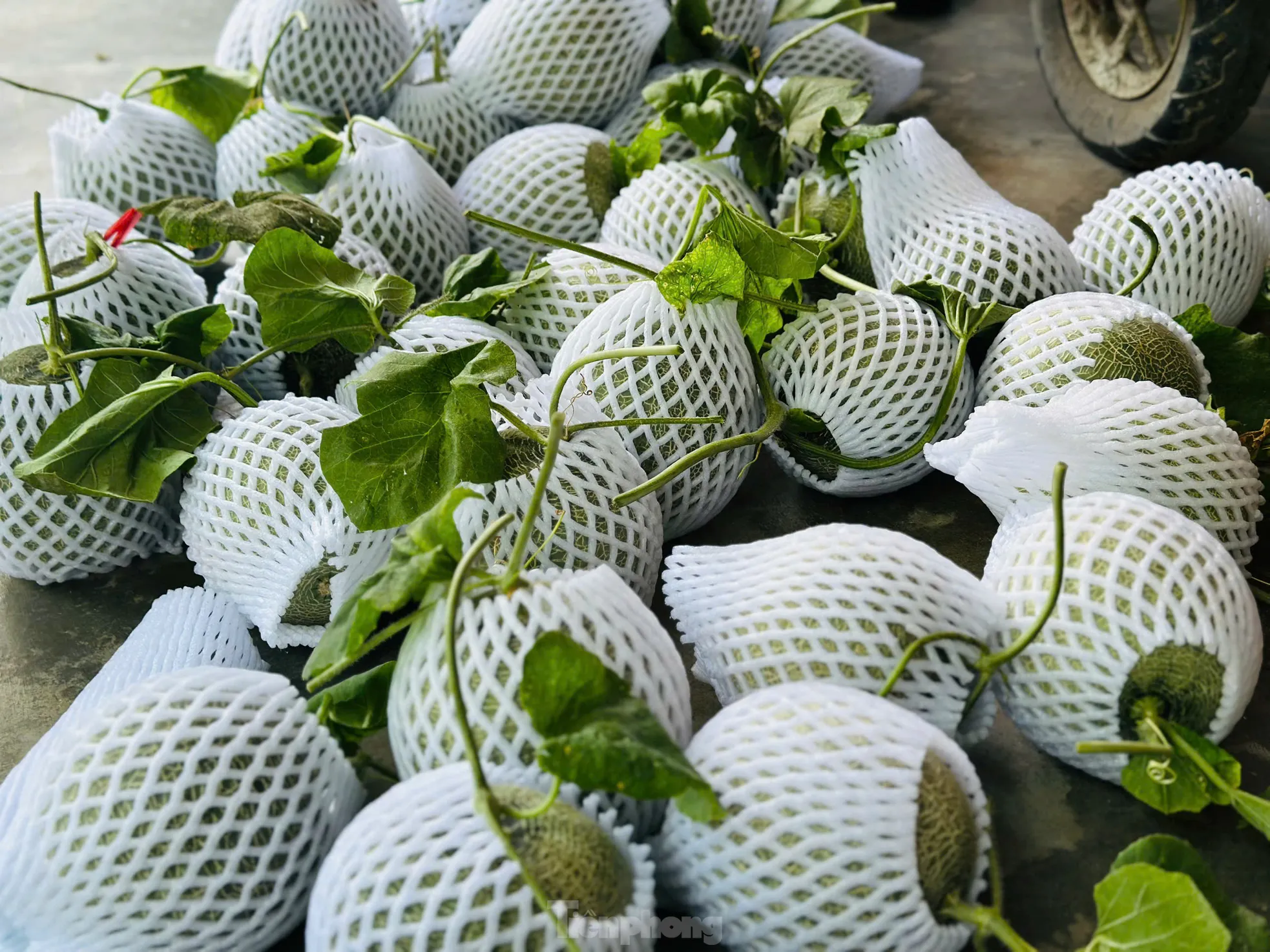 Vườn dưa, nho bạc tỉ của chàng kỹ sư đam mê làm nông nghiệp sạch ảnh 9