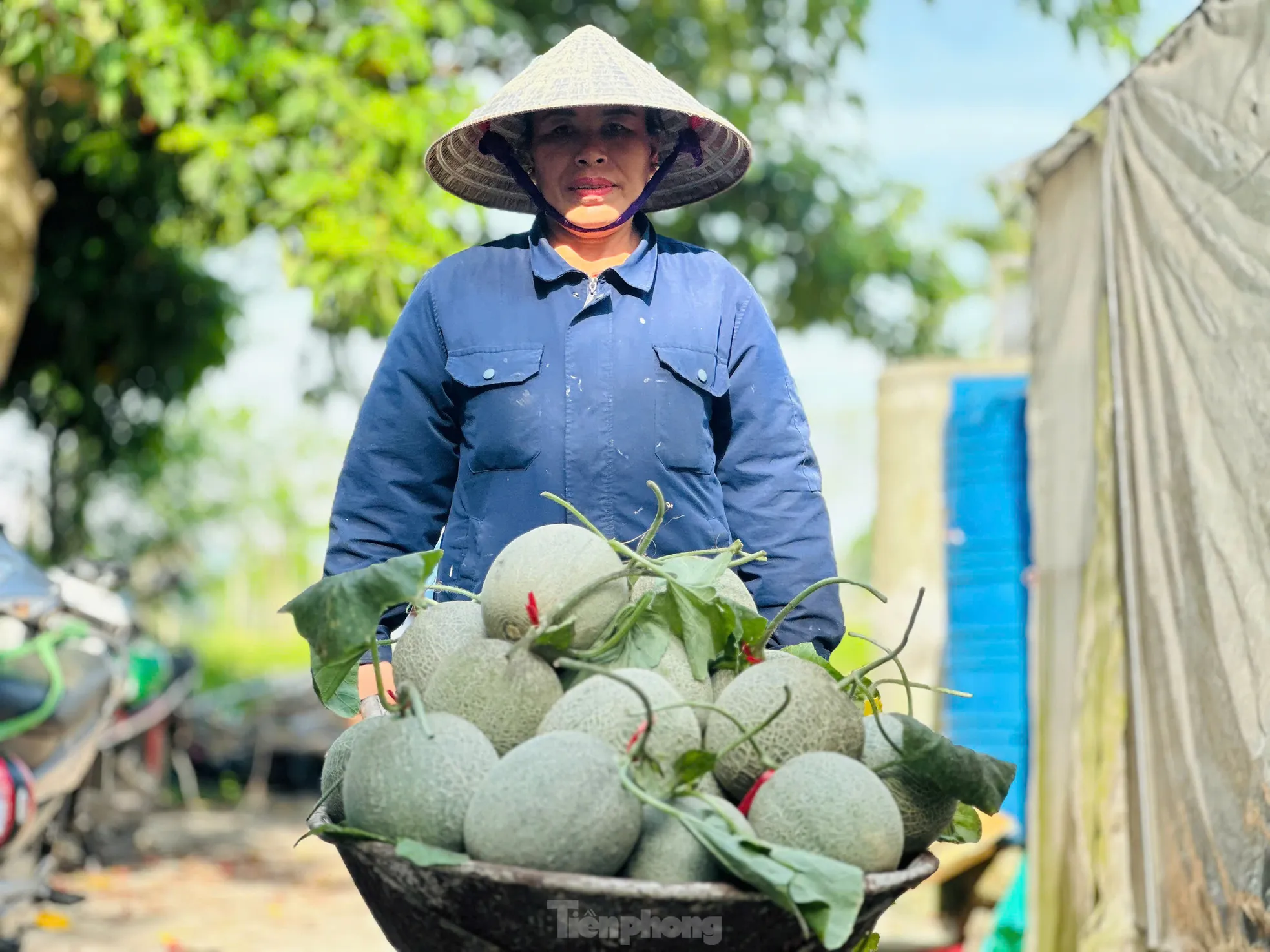 Vườn dưa, nho bạc tỉ của chàng kỹ sư đam mê làm nông nghiệp sạch ảnh 10