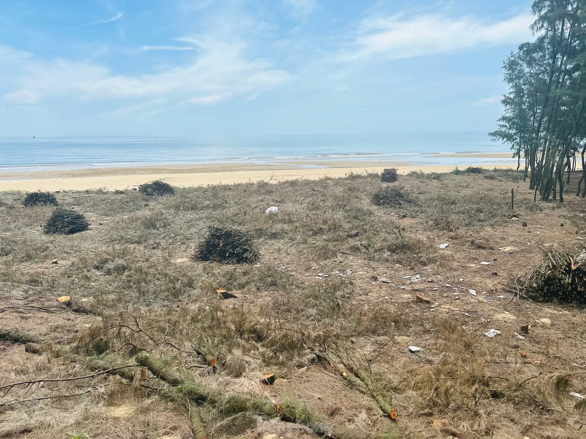 Nhiều diện tích rừng phi lao phòng hộ bị đốn hạ ảnh 1