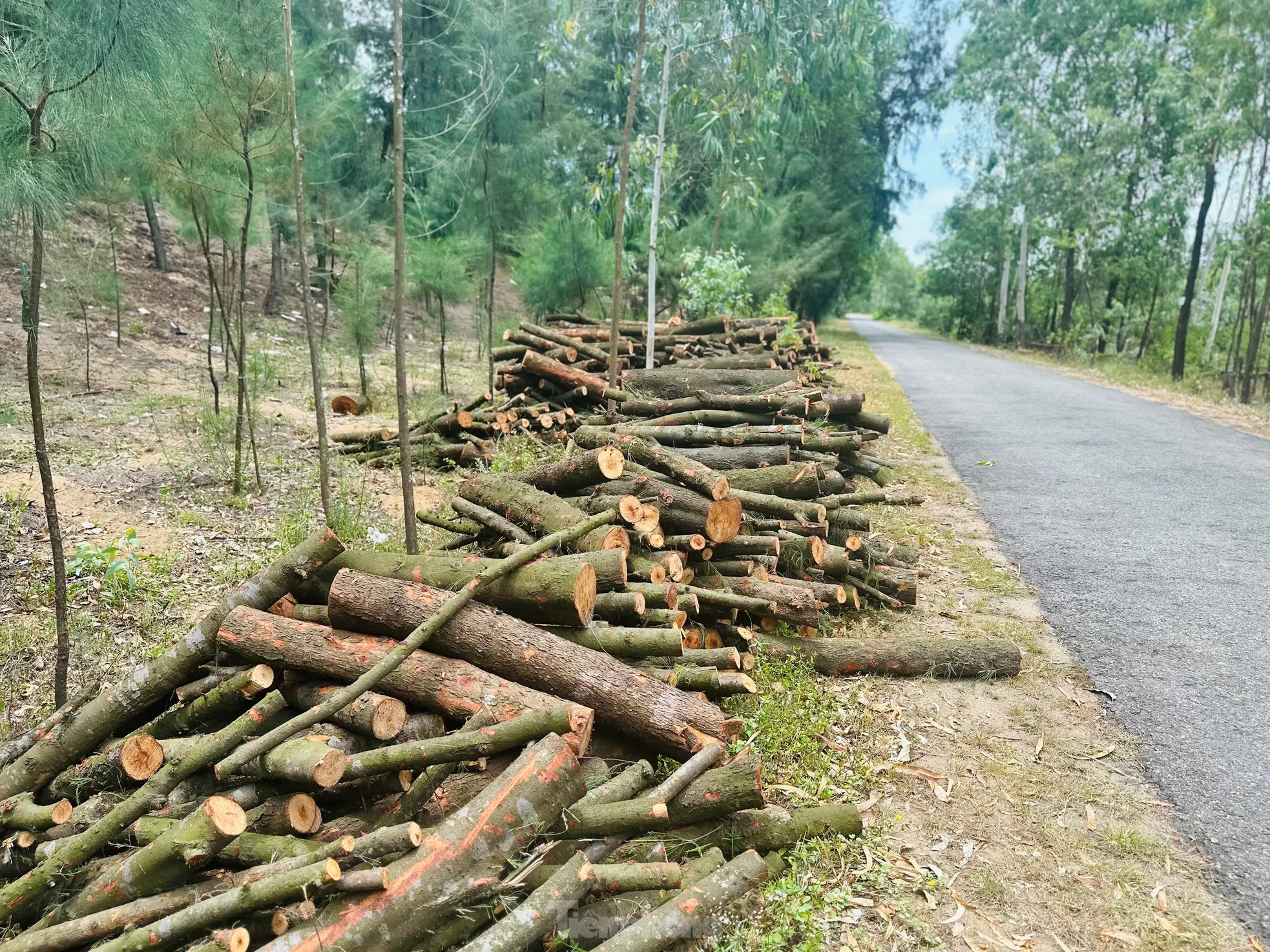 Nhiều diện tích rừng phi lao phòng hộ bị đốn hạ ảnh 12