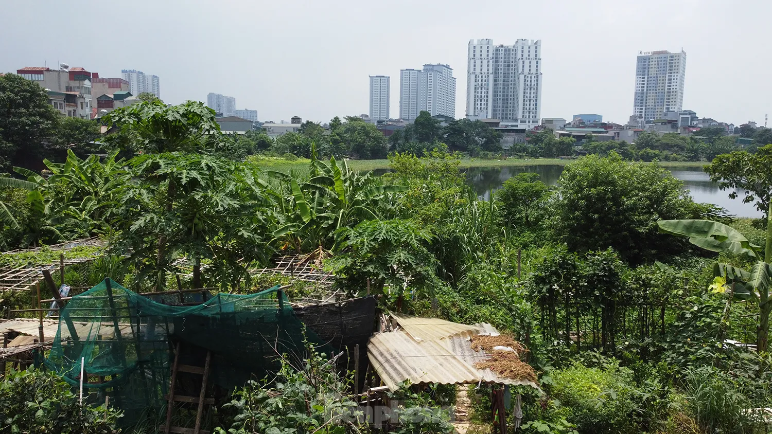 Các hồ lớn ở phường Định Công đang bị 'biến dạng' ảnh 11