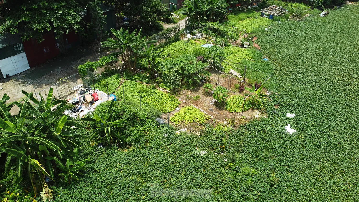 Các hồ lớn ở phường Định Công đang bị 'biến dạng' ảnh 8