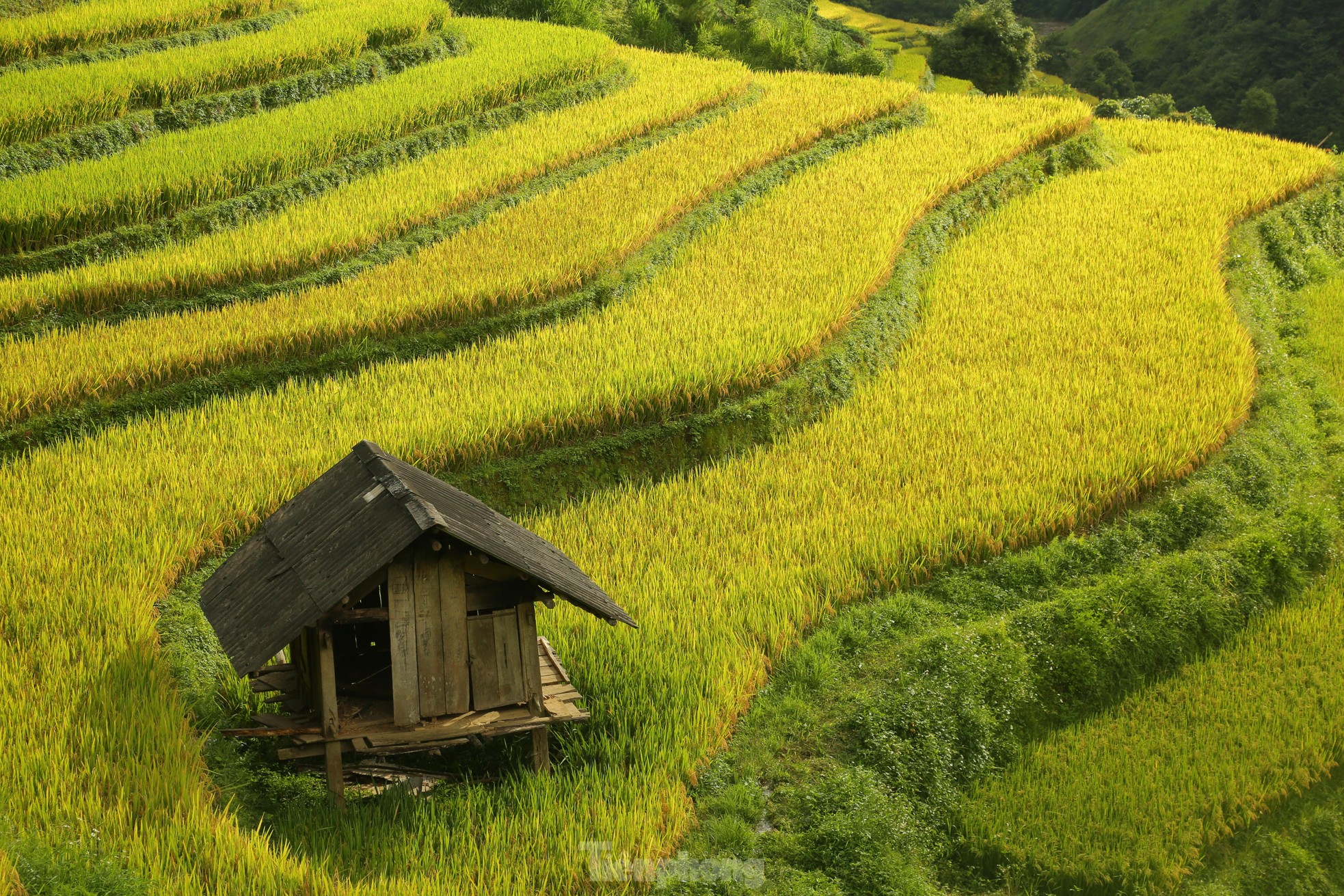 Mê mẩn ngắm tuyệt tác của núi rừng Tây Bắc ảnh 5