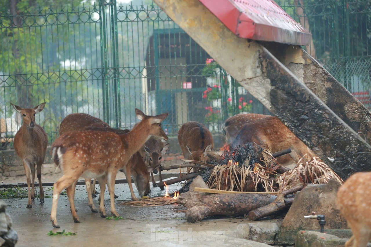 Vườn thú Hà Nội đốt lửa, bật lò sưởi giữ ấm cho thú nuôi ảnh 6