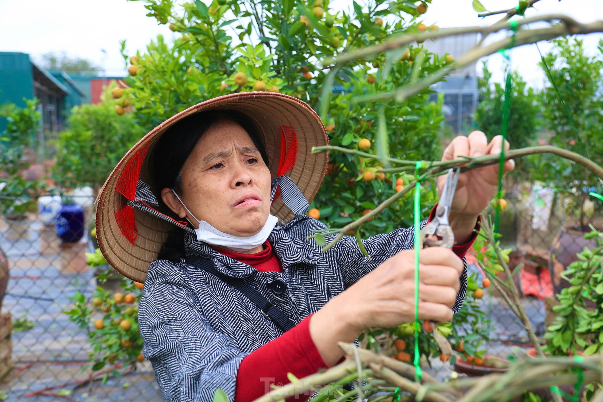 Nghề uốn cây cảnh, tạo dáng quất cho thu nhập tiền triệu mỗi ngày ảnh 13