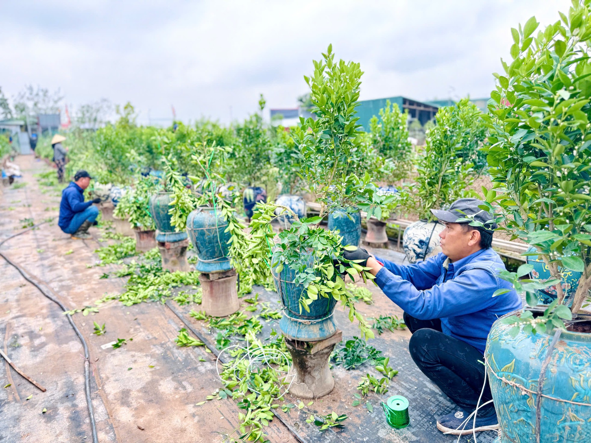 Nghề uốn cây cảnh, tạo dáng quất cho thu nhập tiền triệu mỗi ngày ảnh 4