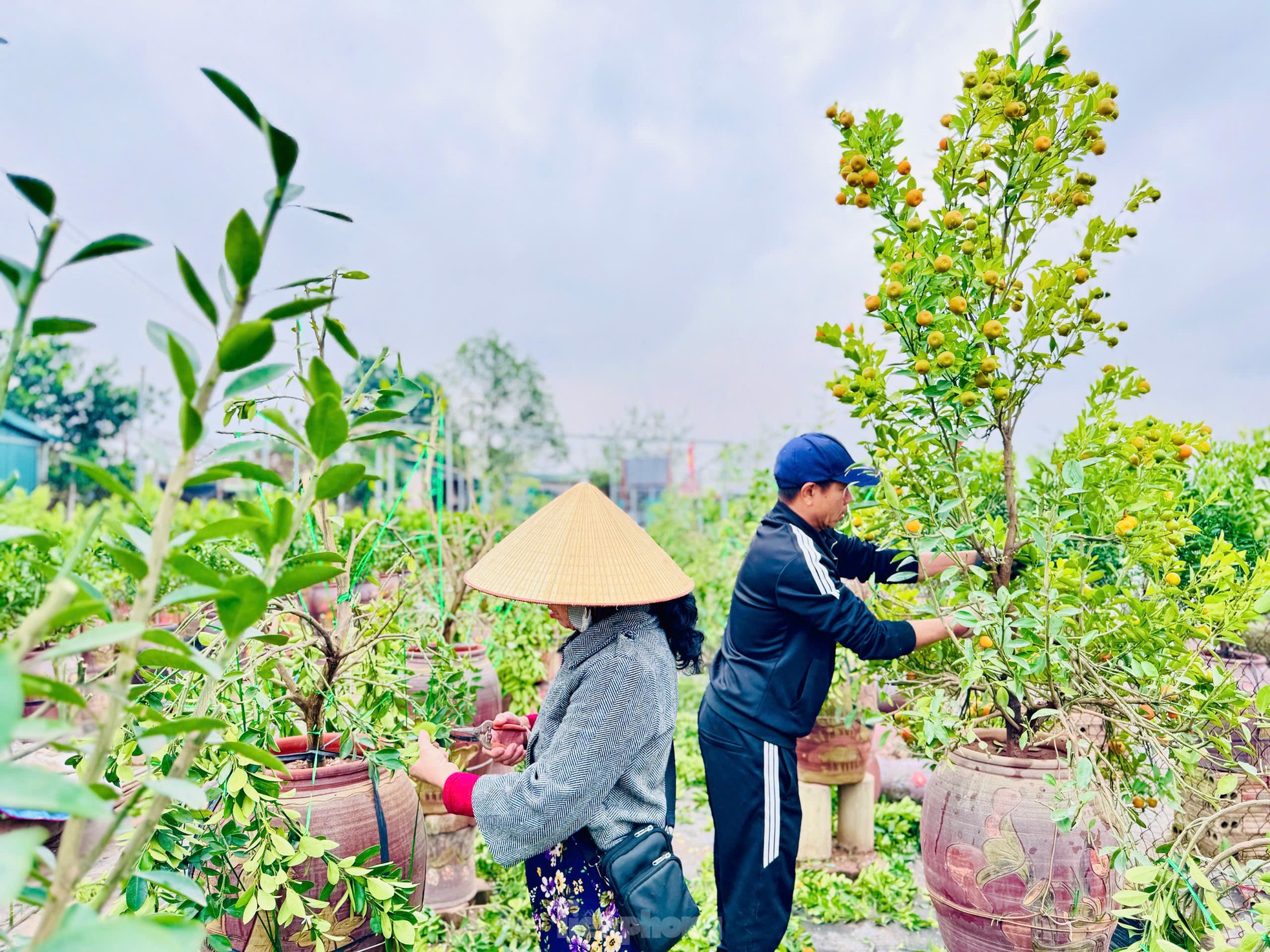 Nghề uốn cây cảnh, tạo dáng quất cho thu nhập tiền triệu mỗi ngày ảnh 12