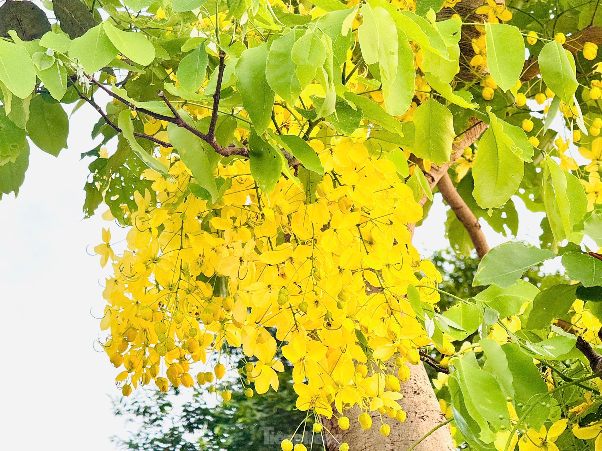 Hoa muồng hoàng yến nhuộm vàng phố phường Hà Nội ảnh 10