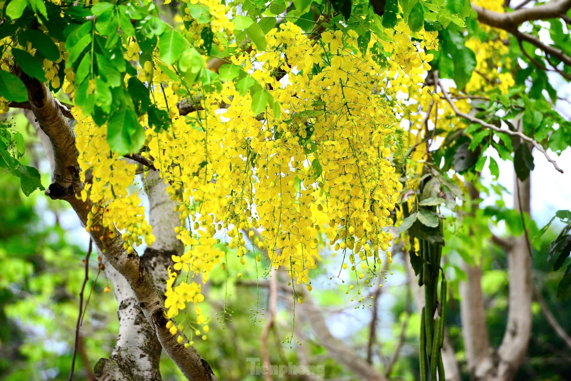 Hoa muồng hoàng yến nhuộm vàng phố phường Hà Nội ảnh 9