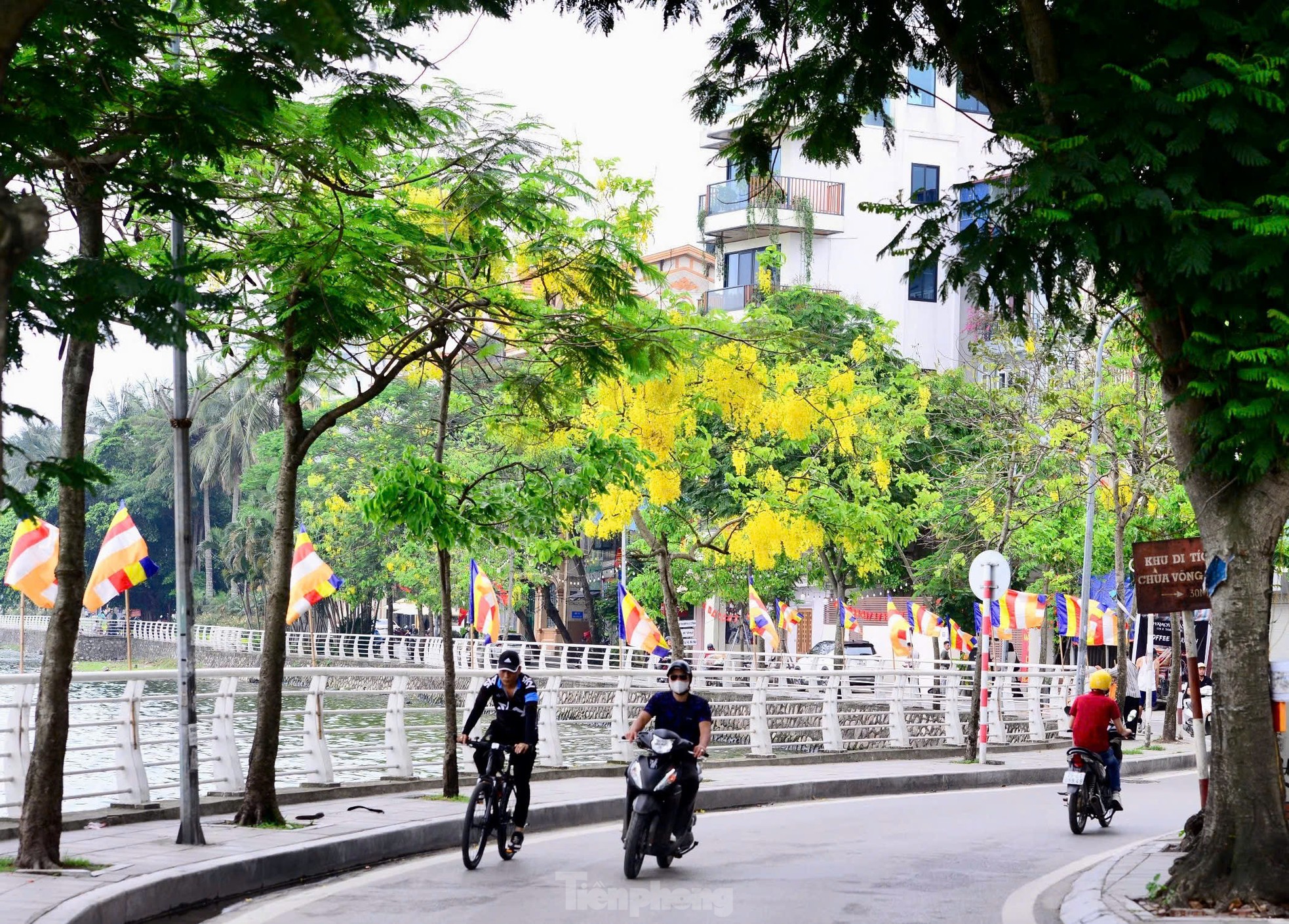 Hoa muồng hoàng yến nhuộm vàng phố phường Hà Nội ảnh 3