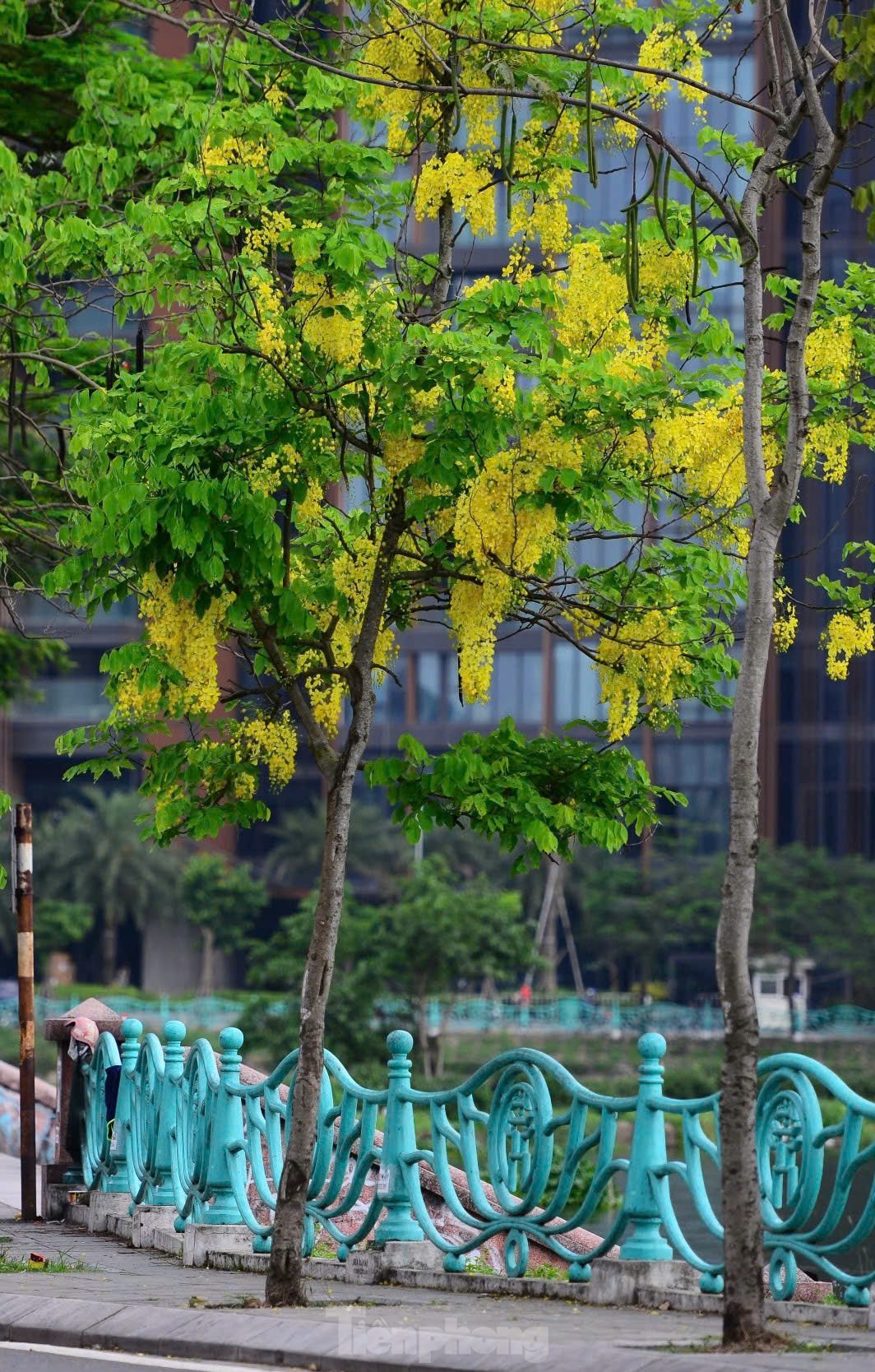 Hoa muồng hoàng yến nhuộm vàng phố phường Hà Nội ảnh 14