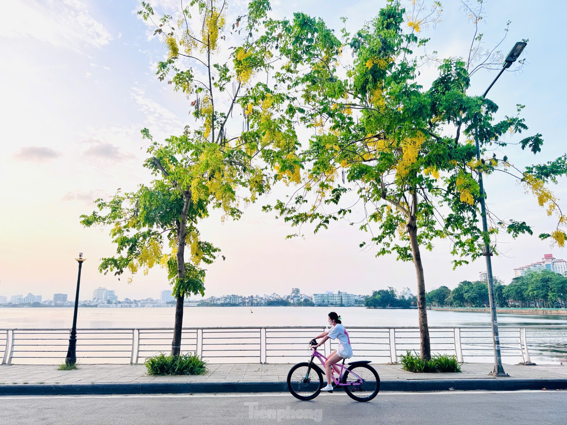 Hoa muồng hoàng yến nhuộm vàng phố phường Hà Nội ảnh 6