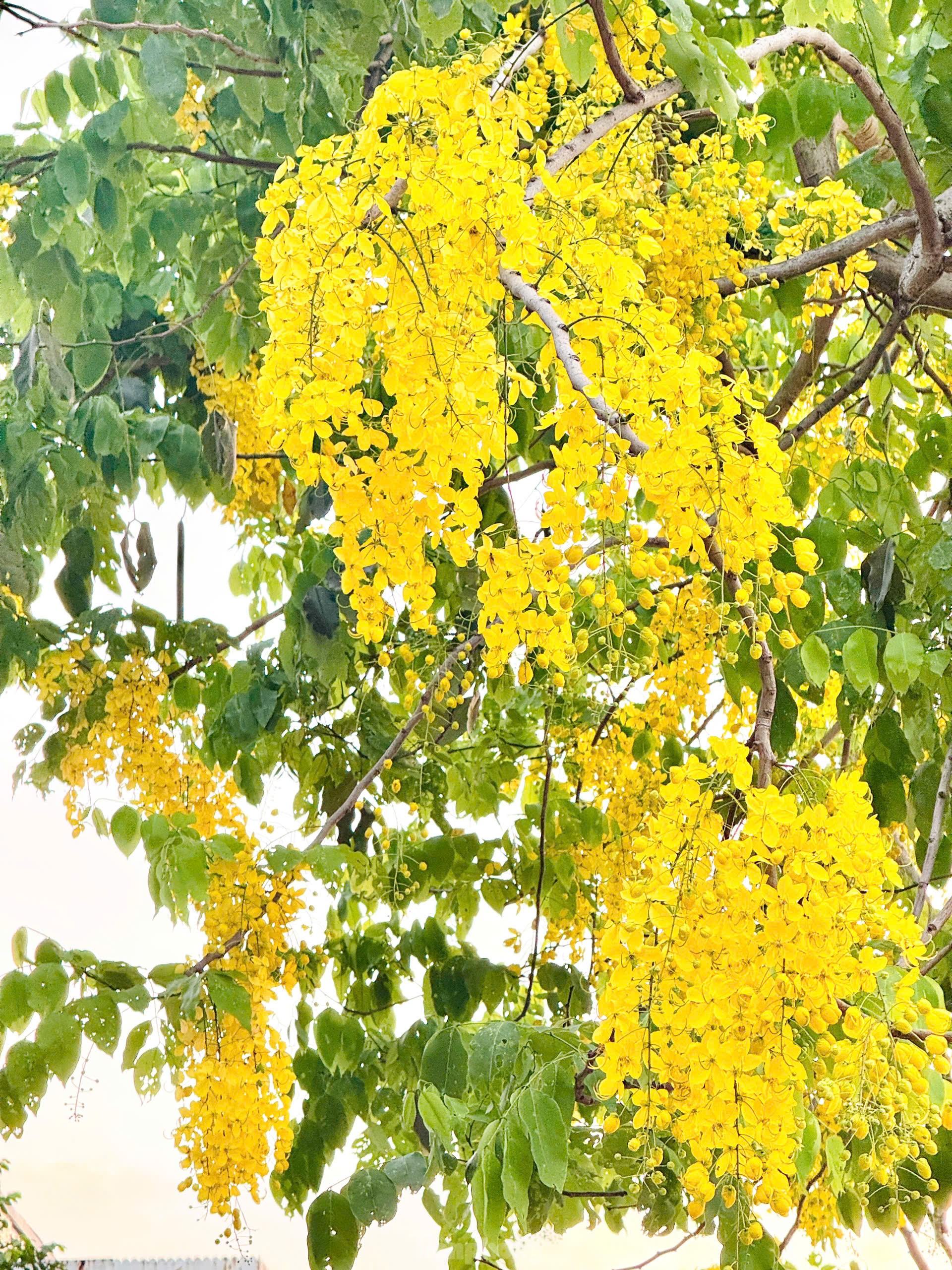 Hoa muồng hoàng yến nhuộm vàng phố phường Hà Nội ảnh 13
