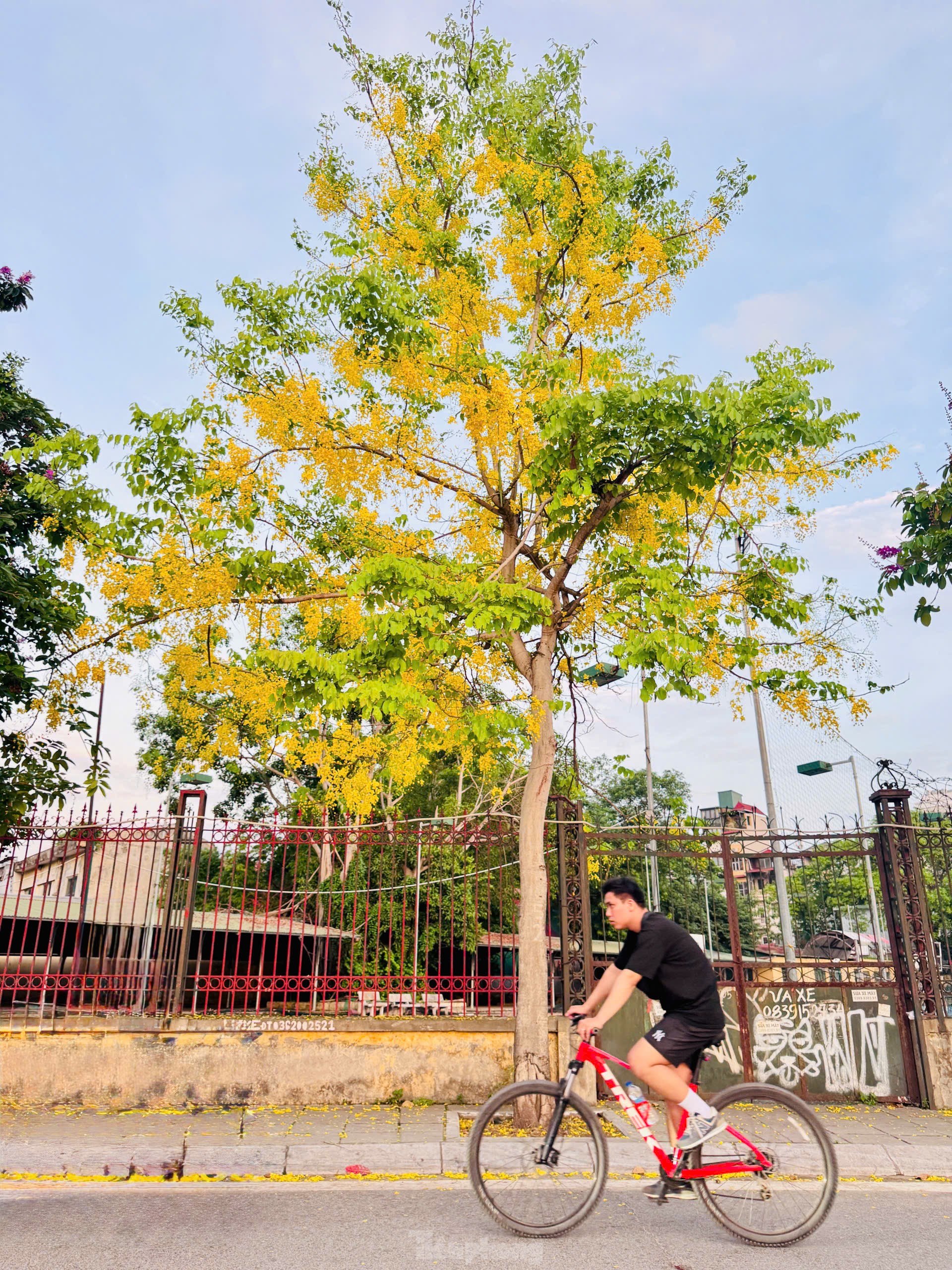Hoa muồng hoàng yến nhuộm vàng phố phường Hà Nội ảnh 5