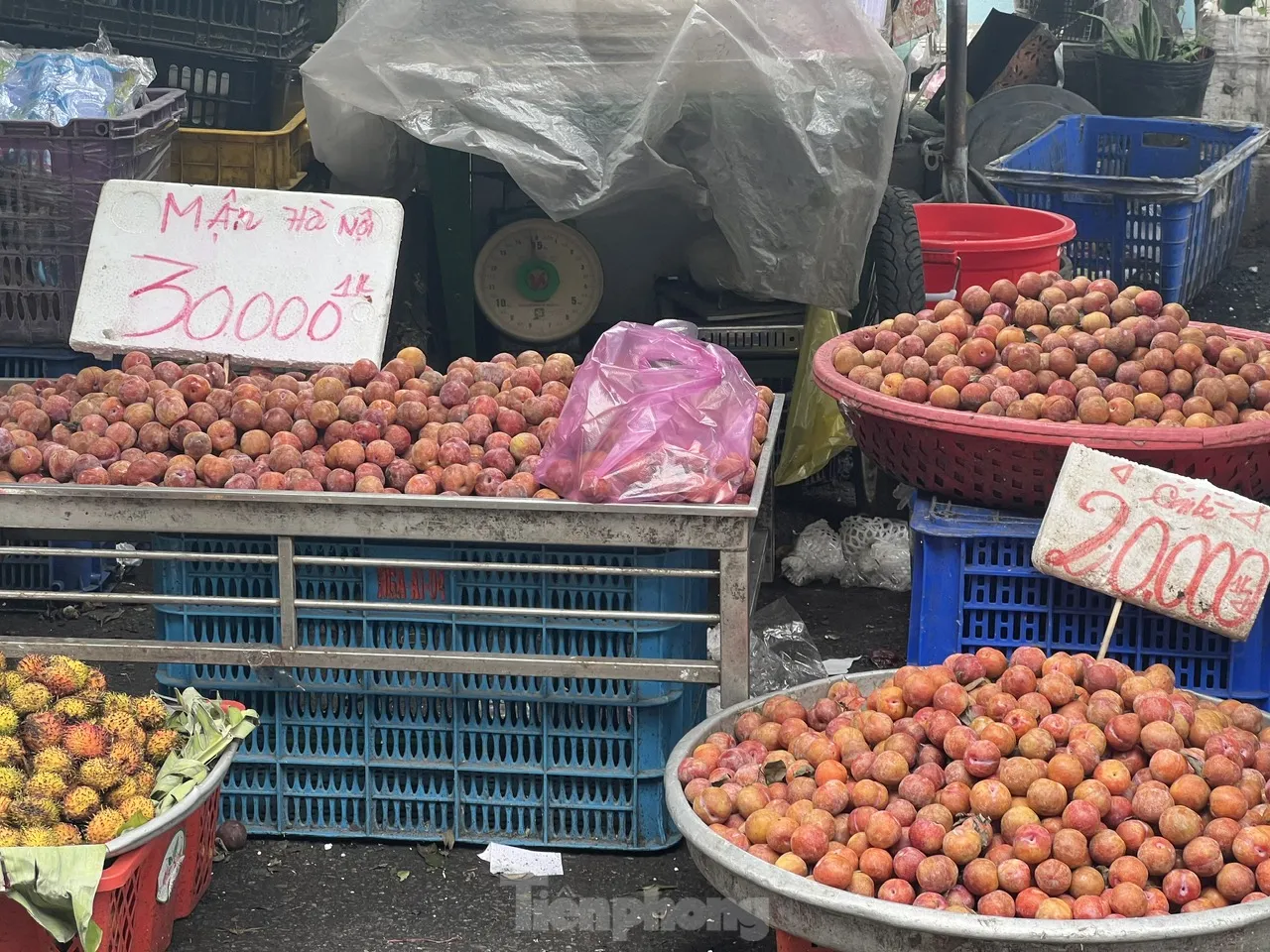 Bất ngờ với giá mận hậu vào mùa ở TPHCM ảnh 6