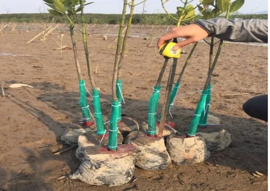 Rừng ngập mặn ở Hà Tĩnh vẫn chết hàng loạt ảnh 13