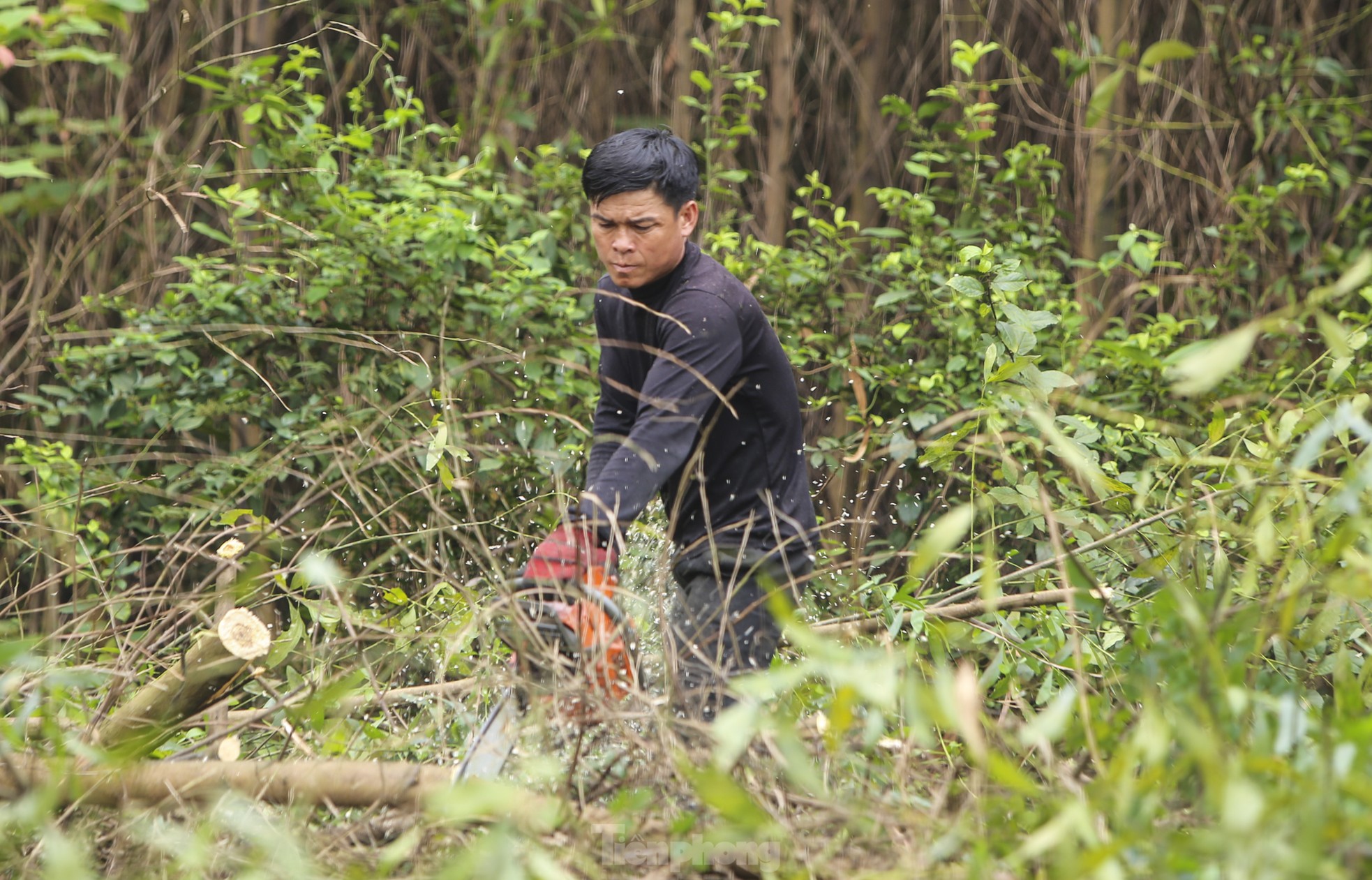 Vất vả nghề 'phu gỗ keo' ở vùng núi Hà Tĩnh ảnh 4