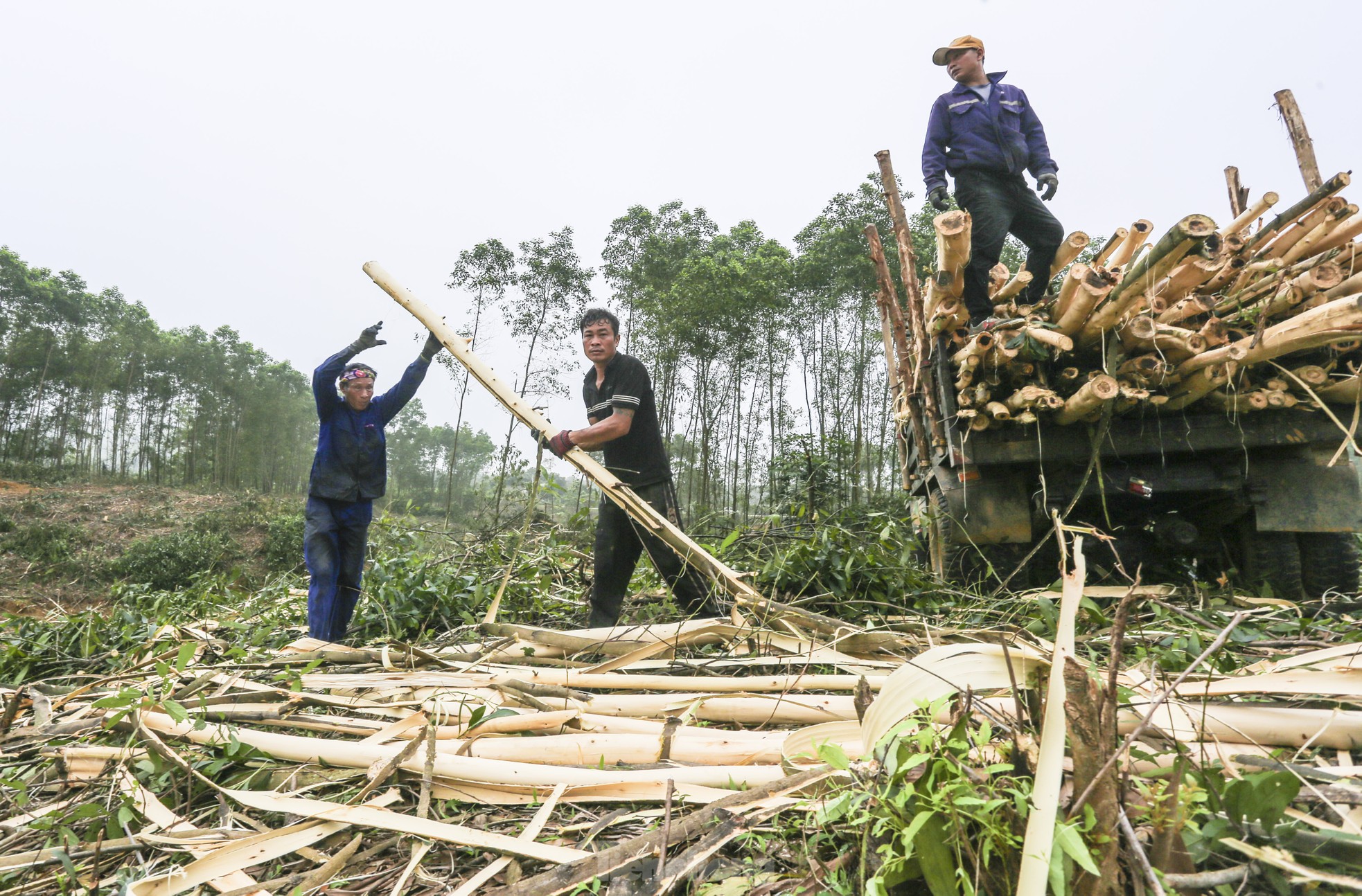 Vất vả nghề 'phu gỗ keo' ở vùng núi Hà Tĩnh ảnh 5