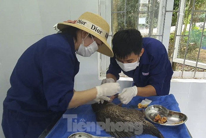 Tận mục động vật sách đỏ được cứu hộ ở VQG Phong Nha - Kẻ Bàng ảnh 15