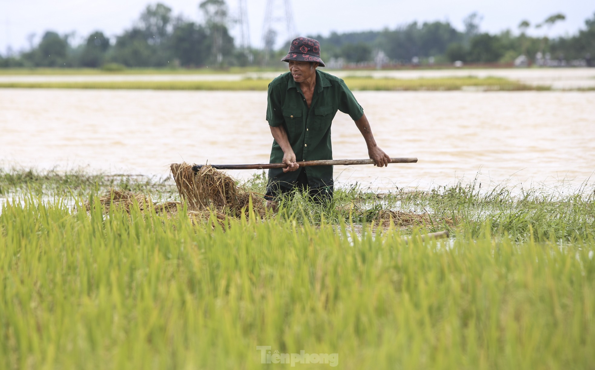 Nông dân Hà Tĩnh ngâm mình cứu hàng nghìn ha lúa bị lũ nhấn chìm ảnh 14