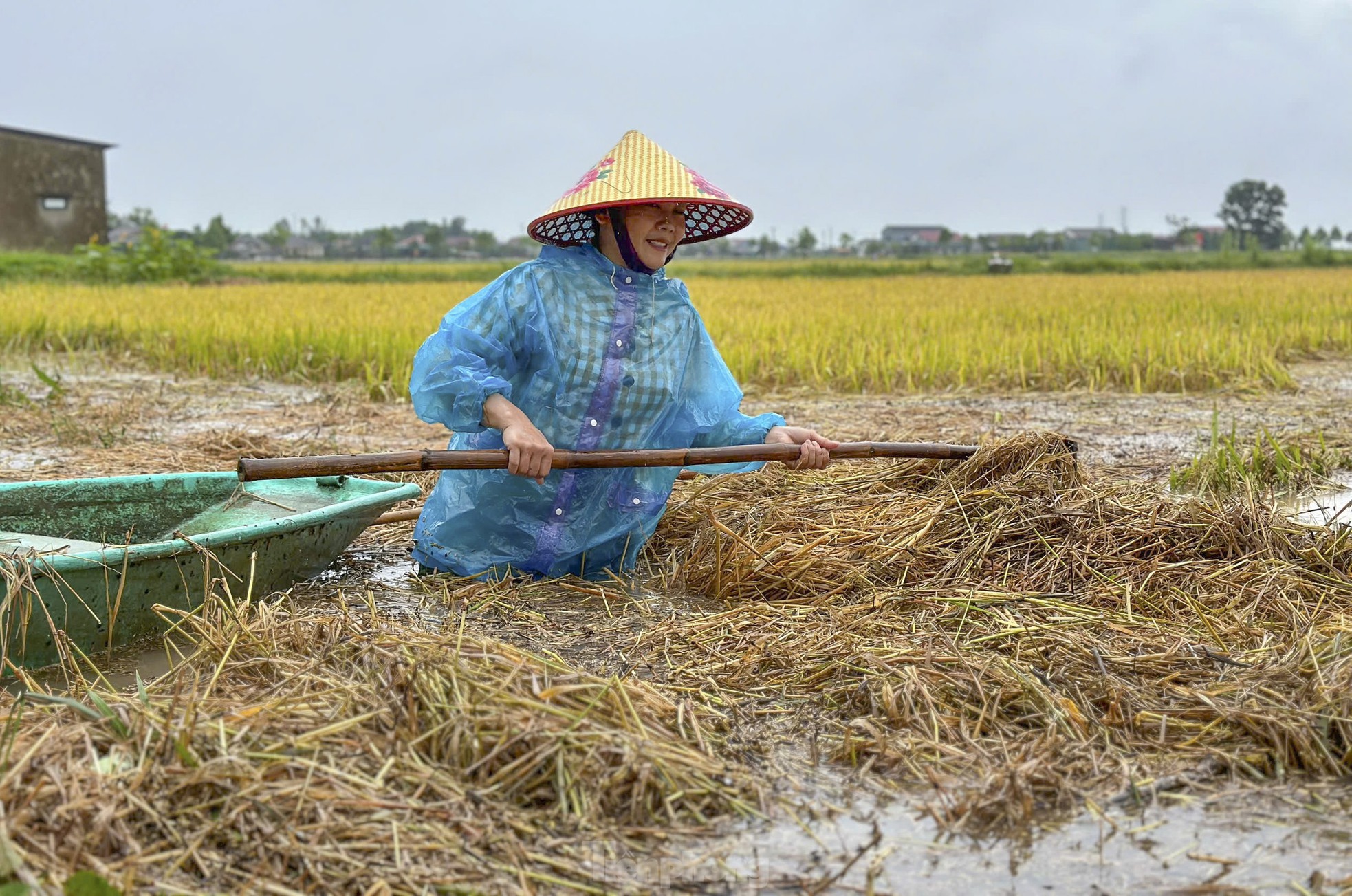 Nông dân Hà Tĩnh ngâm mình cứu hàng nghìn ha lúa bị lũ nhấn chìm ảnh 8