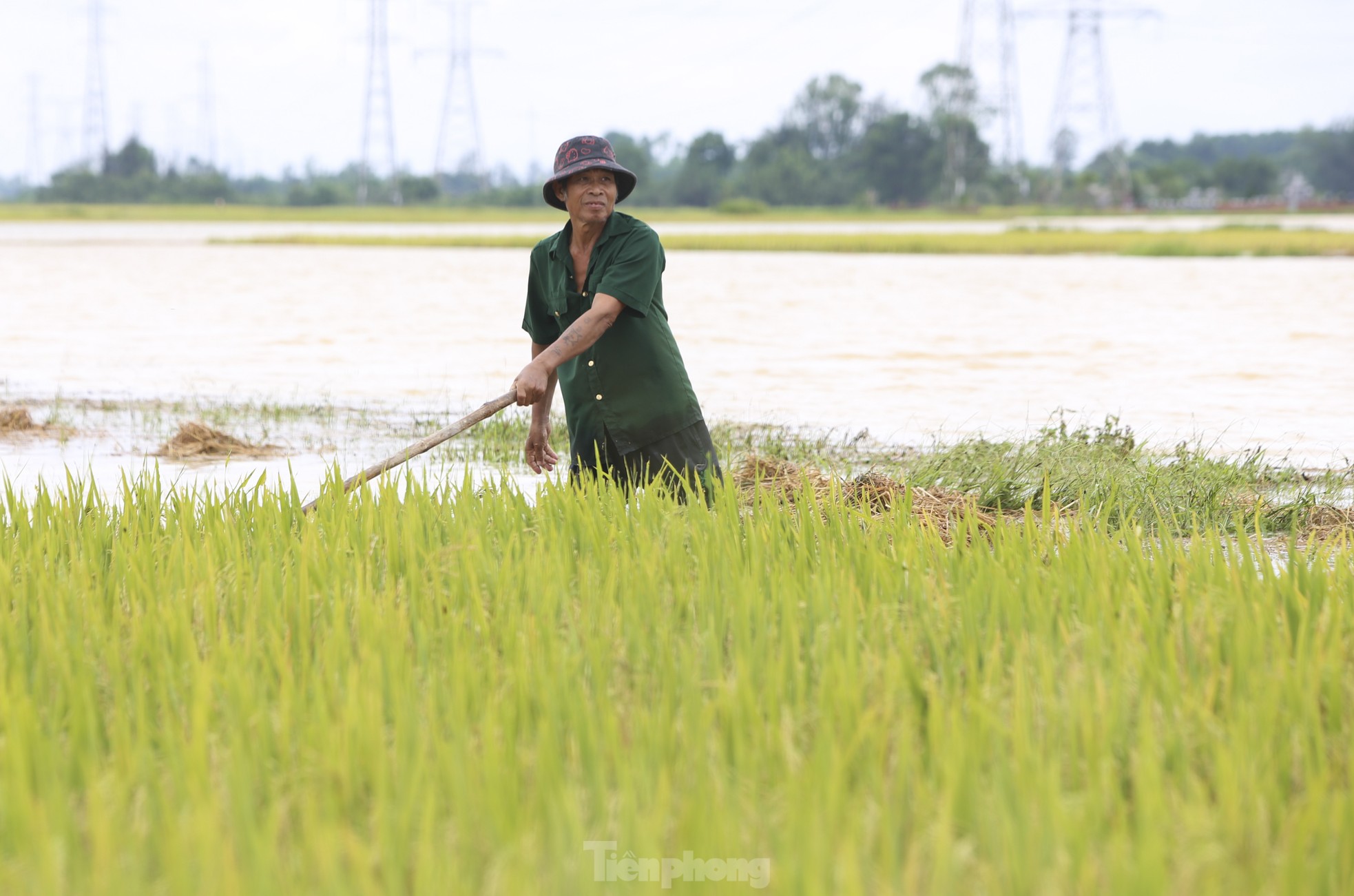 Nông dân Hà Tĩnh ngâm mình cứu hàng nghìn ha lúa bị lũ nhấn chìm ảnh 6