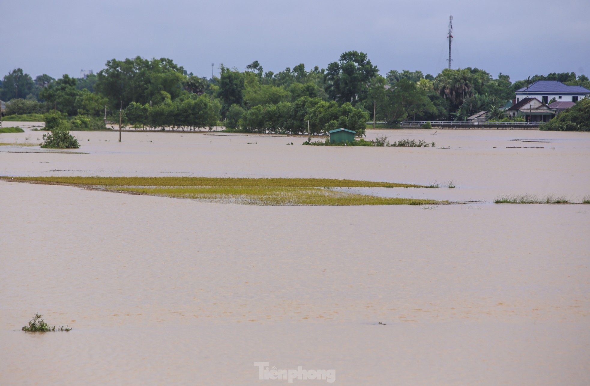 Nông dân Hà Tĩnh ngâm mình cứu hàng nghìn ha lúa bị lũ nhấn chìm ảnh 7