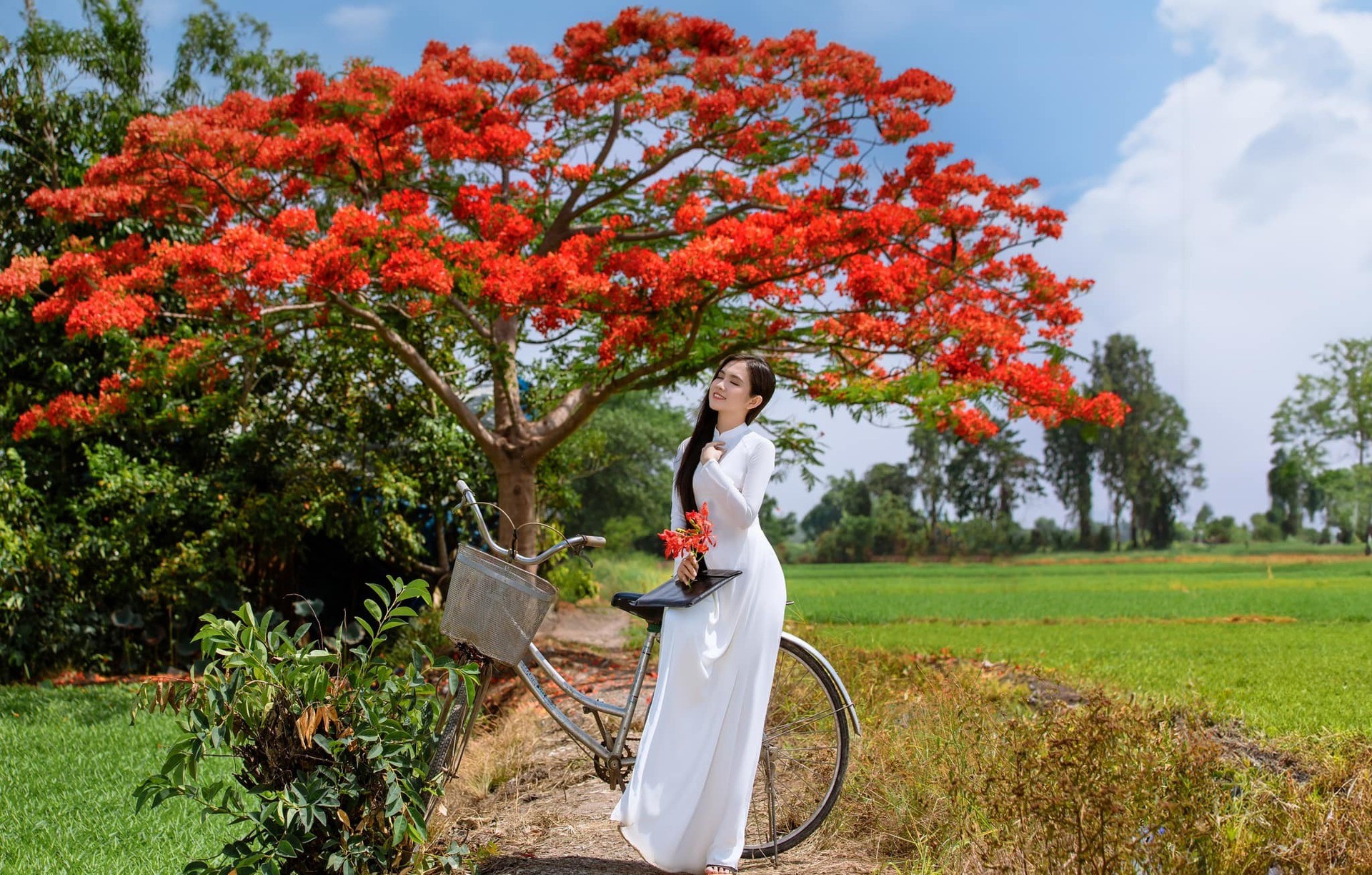 Cây phượng 'cô đơn' giữa ruộng rau muống tại TPHCM lại gây sốt mạng xã hội ảnh 3