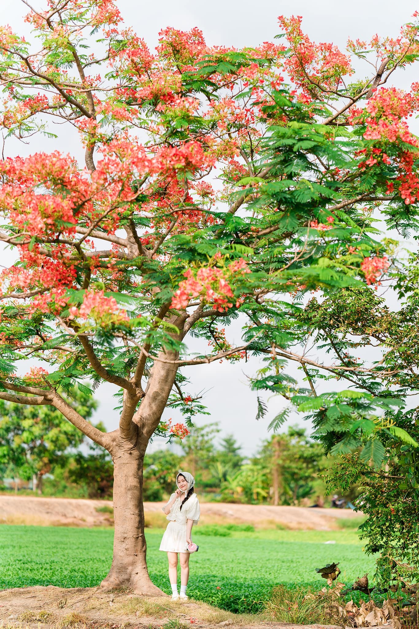 Cây phượng 'cô đơn' giữa ruộng rau muống tại TPHCM lại gây sốt mạng xã hội ảnh 5