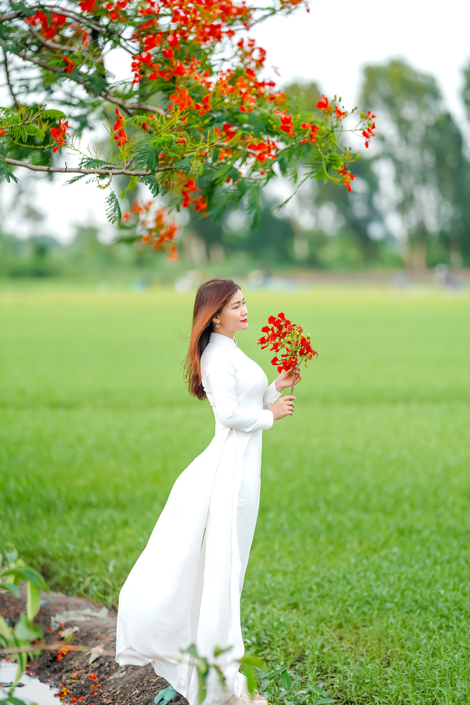 Cận cảnh 'cây phượng cô đơn' gây sốt cộng đồng mạng ở TPHCM ảnh 18