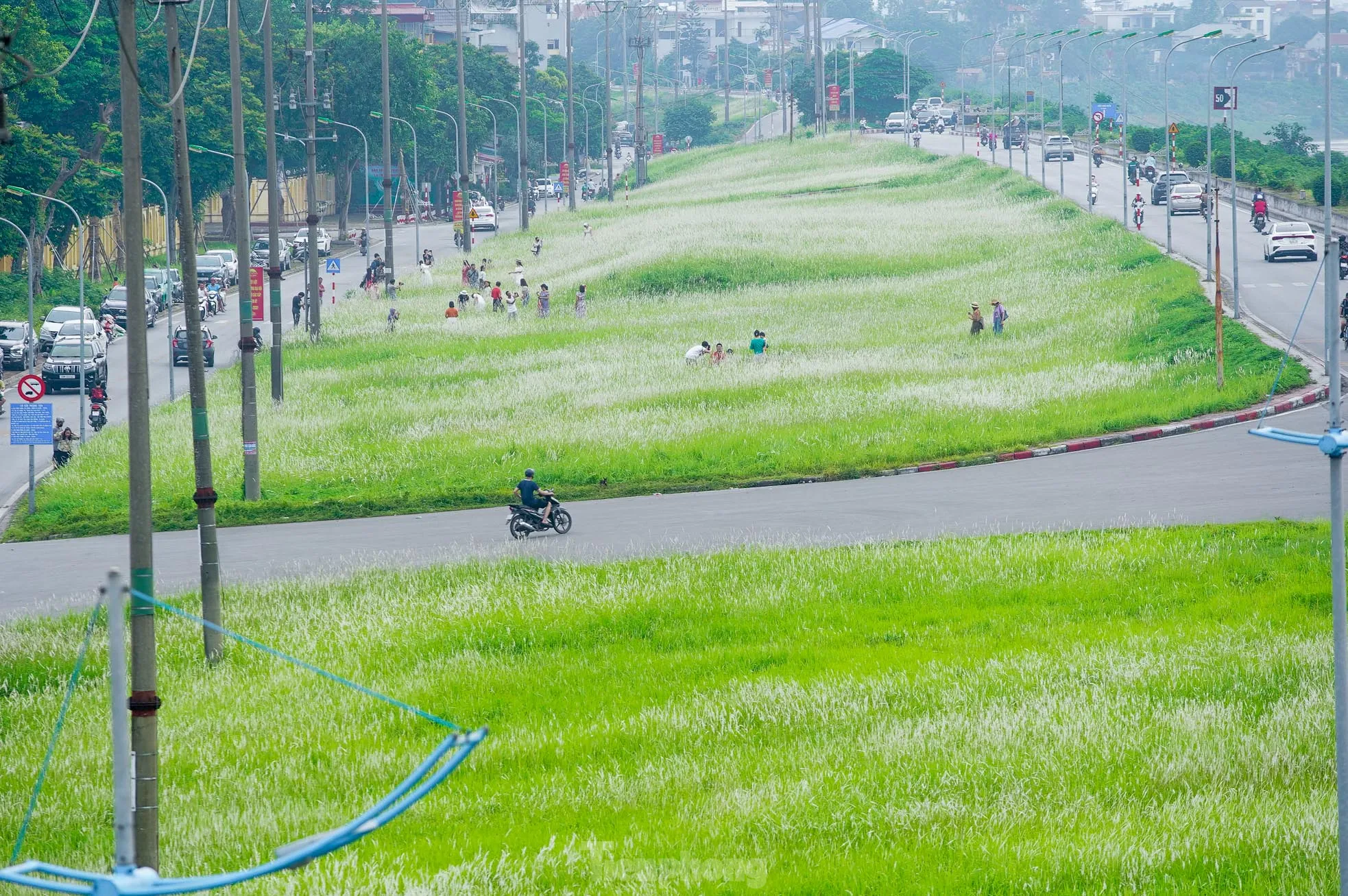 Mê mẩn cỏ lau trắng muốt phủ trắng triền đê ở Hà Nội ảnh 1