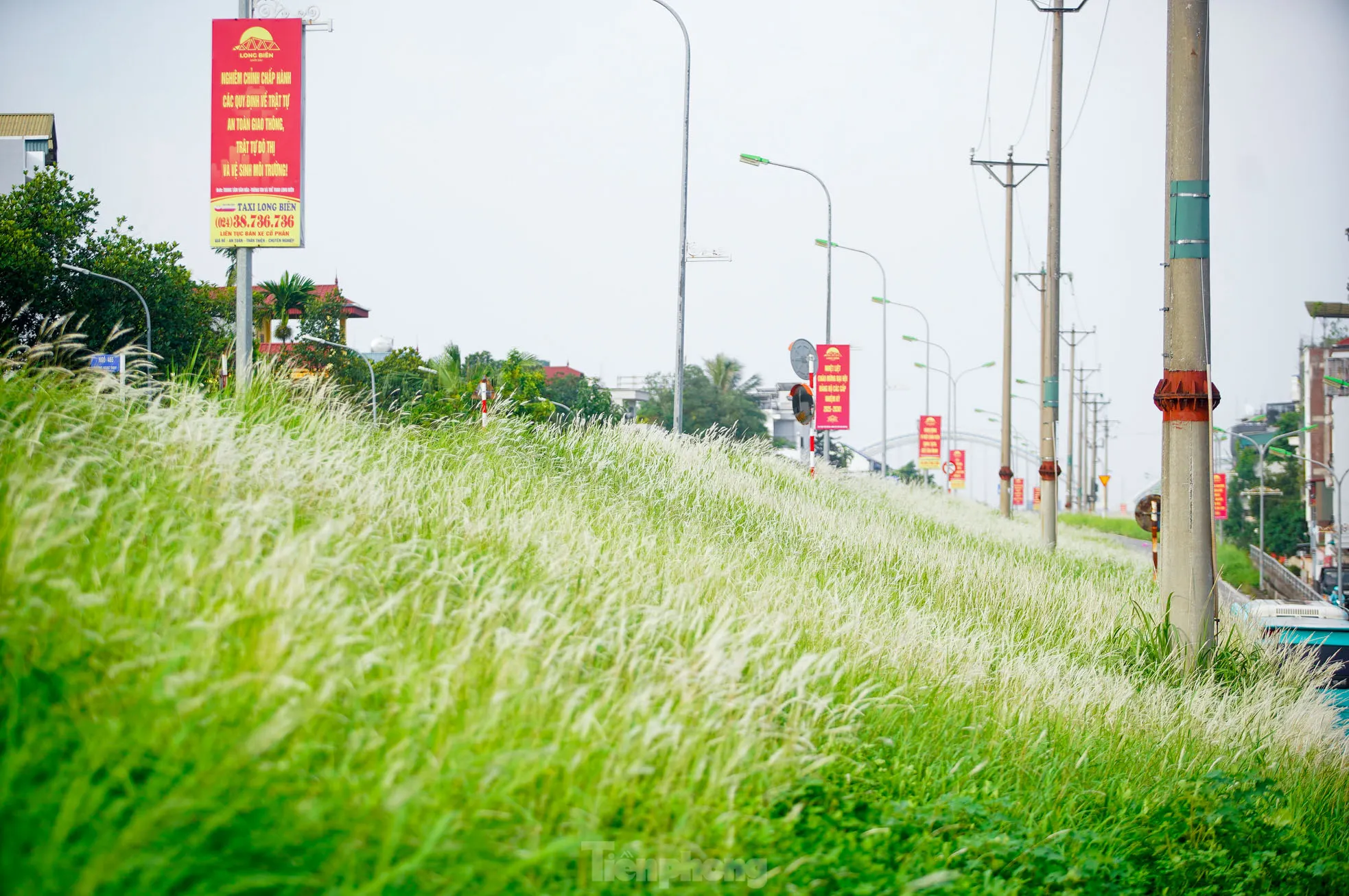 Mê mẩn cỏ lau trắng muốt phủ trắng triền đê ở Hà Nội ảnh 12