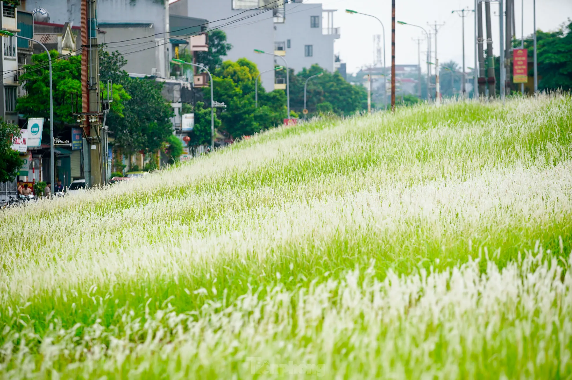 Mê mẩn cỏ lau trắng muốt phủ trắng triền đê ở Hà Nội ảnh 14