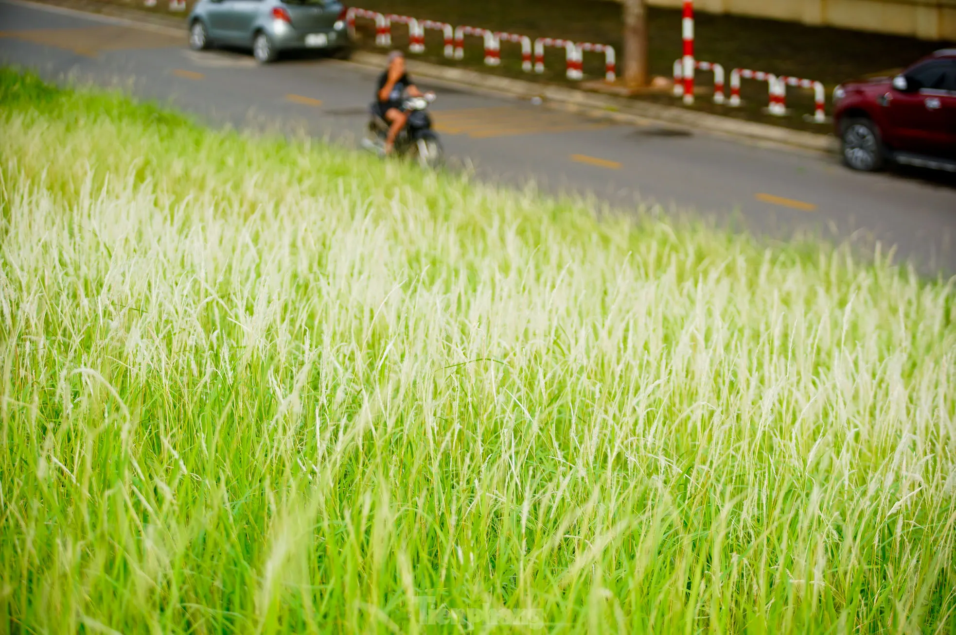 Mê mẩn cỏ lau trắng muốt phủ trắng triền đê ở Hà Nội ảnh 15