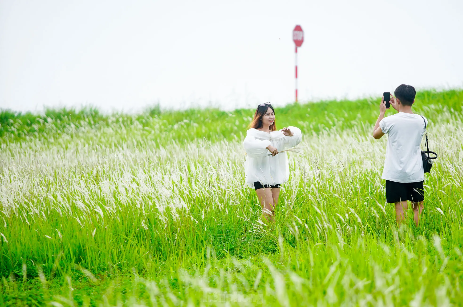 Mê mẩn cỏ lau trắng muốt phủ trắng triền đê ở Hà Nội ảnh 5