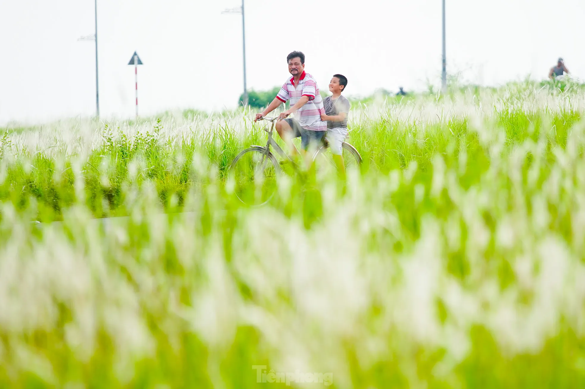 Mê mẩn cỏ lau trắng muốt phủ trắng triền đê ở Hà Nội ảnh 8