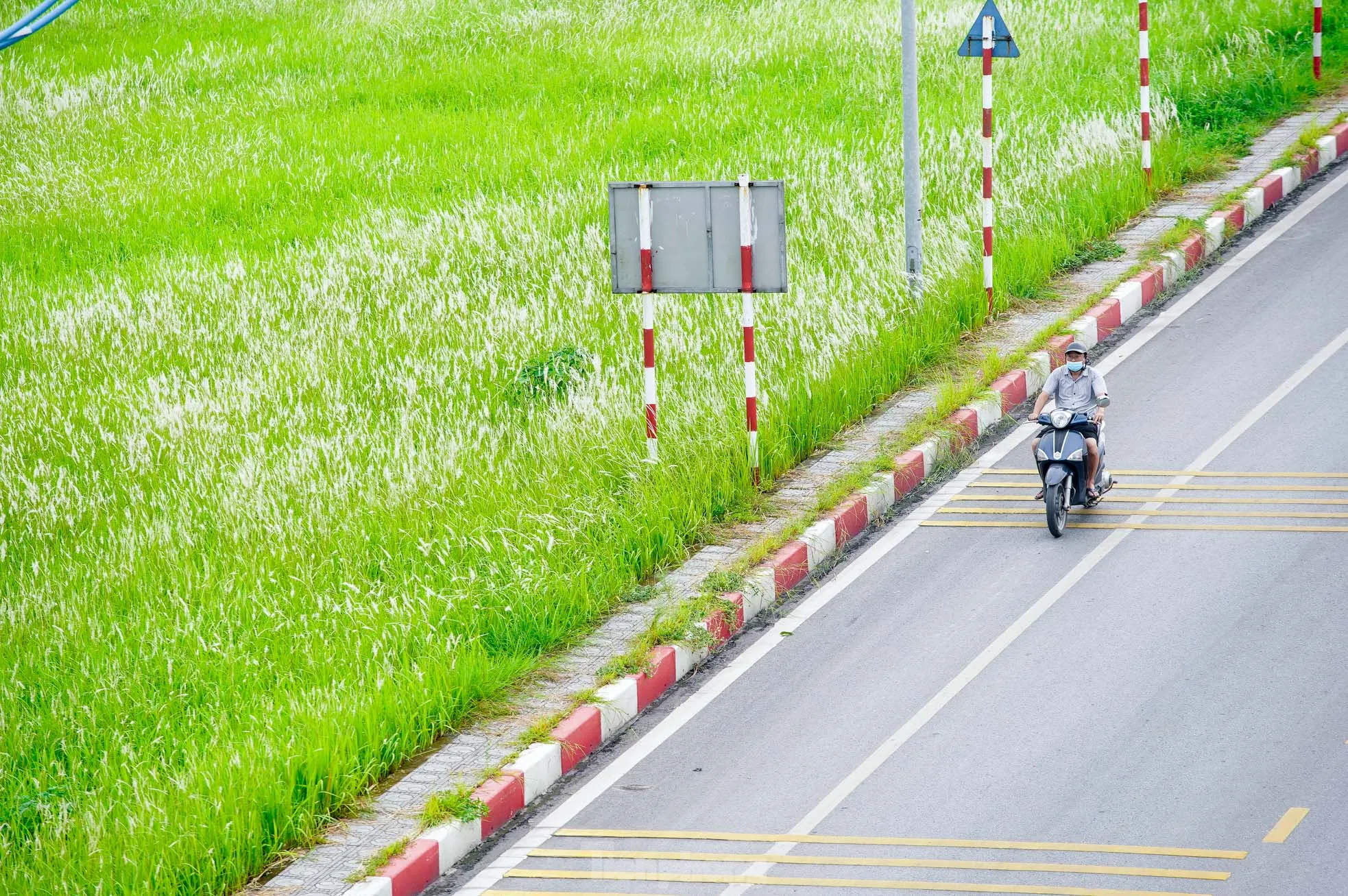 Mê mẩn cỏ lau trắng muốt phủ trắng triền đê ở Hà Nội ảnh 9