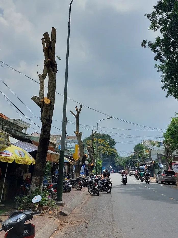 Hình ảnh hàng cây bị đốn hạ, cắt tỉa trơ trụi trên đường phố Dĩ An, Bình Dương ảnh 1