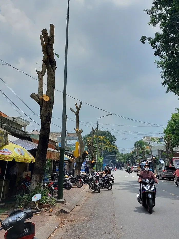 Hình ảnh hàng cây bị đốn hạ, cắt tỉa trơ trụi trên đường phố Dĩ An, Bình Dương ảnh 2